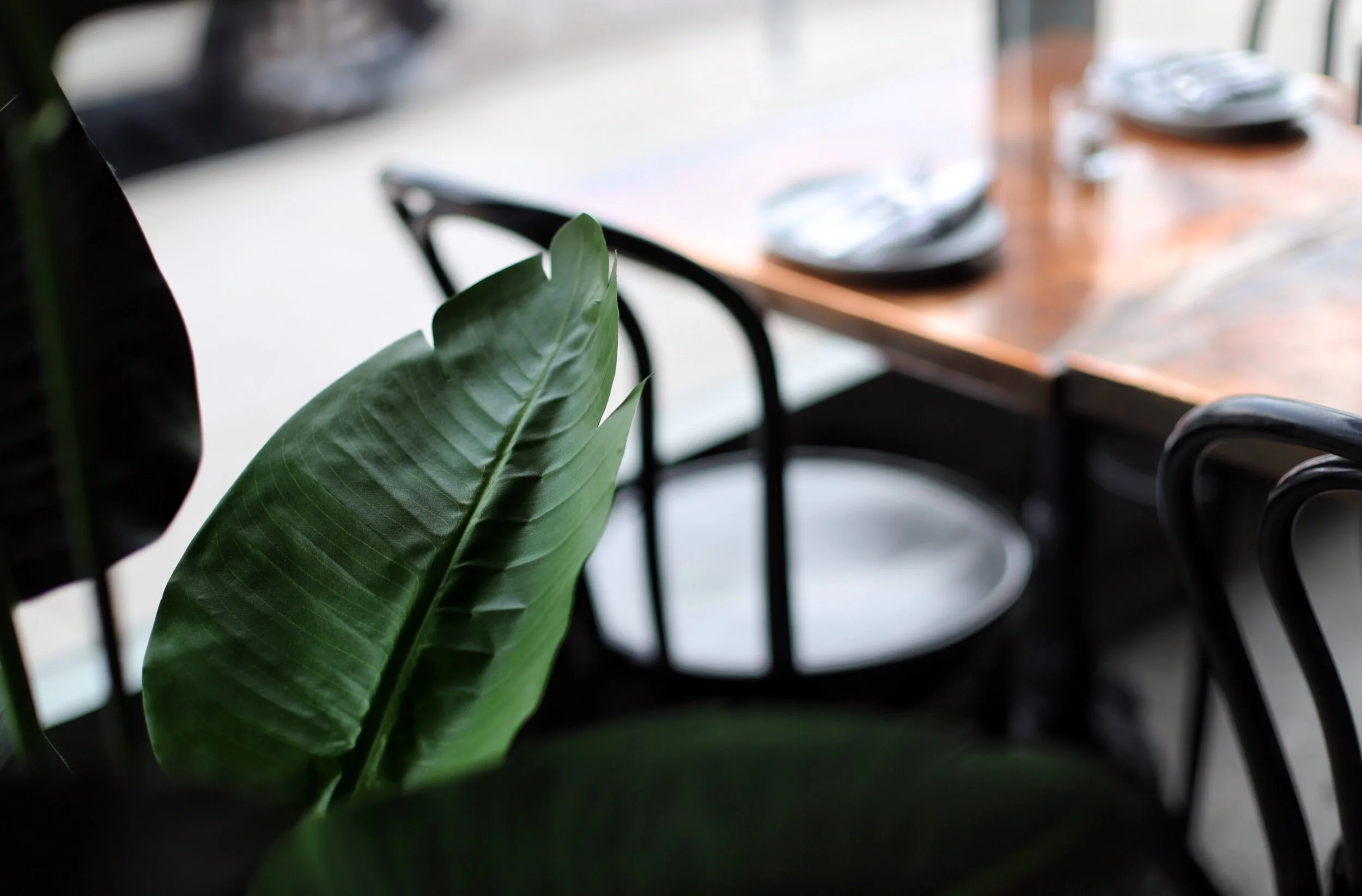 A green leafy plant near a wooden table set with plates and utensils, in a room with large windows.