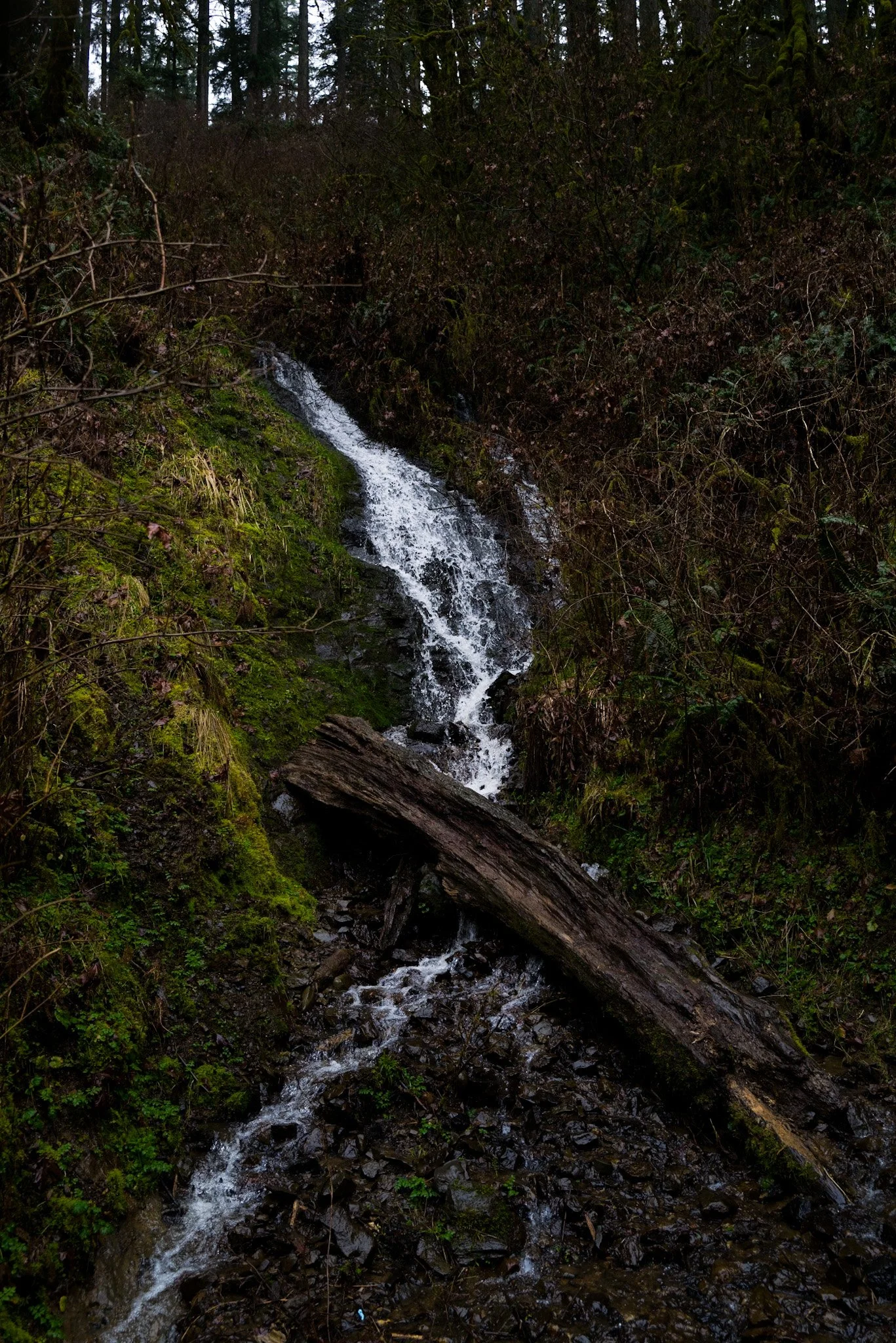A small waterfall flowing through a moss-covered rocky stream surrounded by dark, dense forest with tall trees.