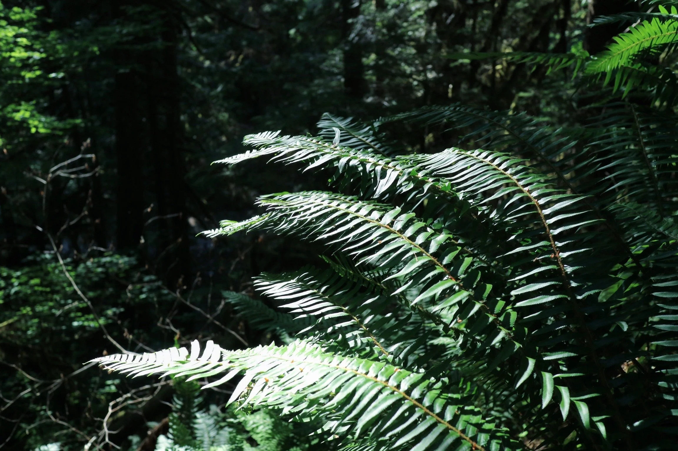 Close-up of green fern leaves in a dense forest with sunlight filtering through.