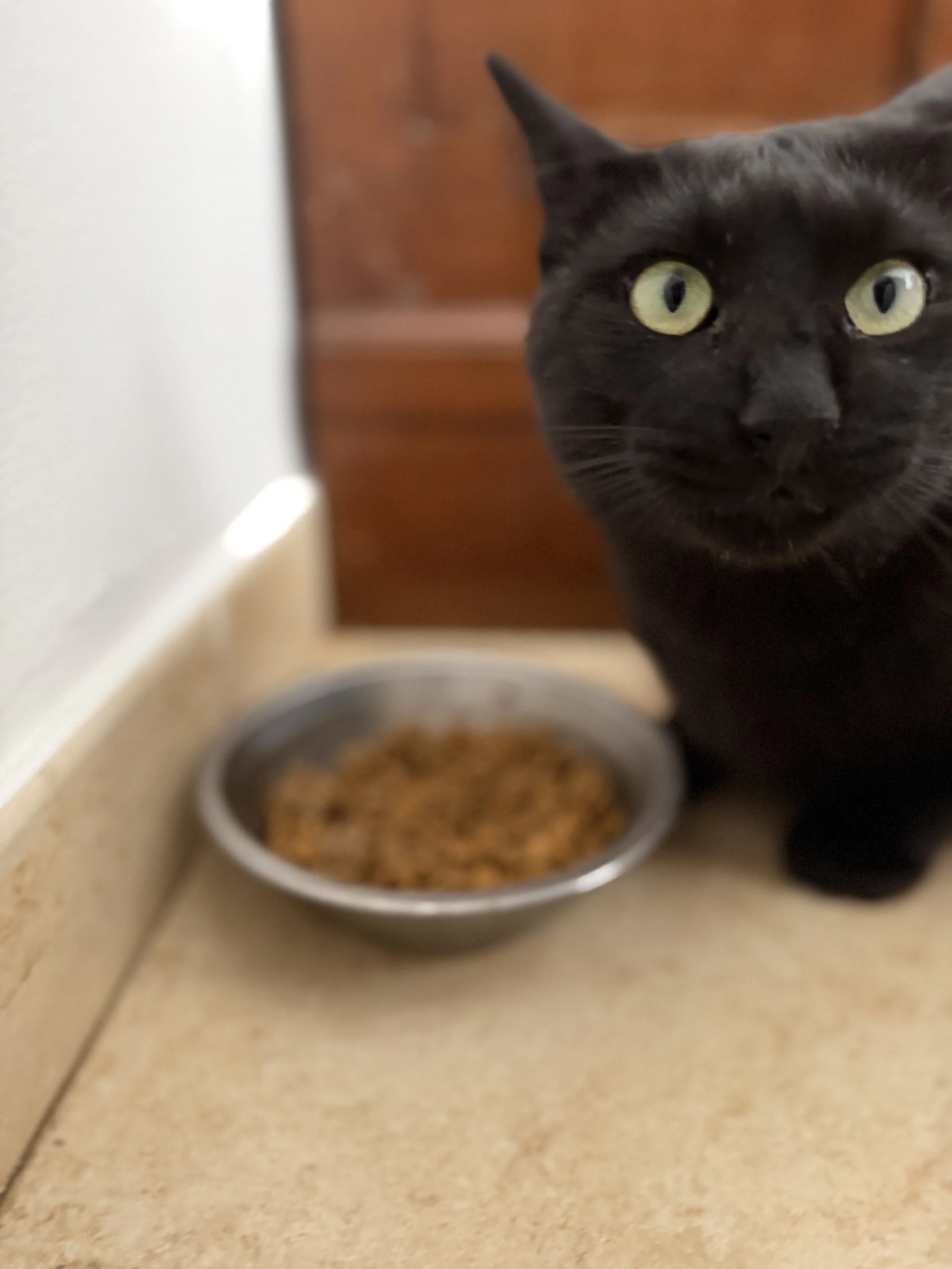 Black Cat Emilio