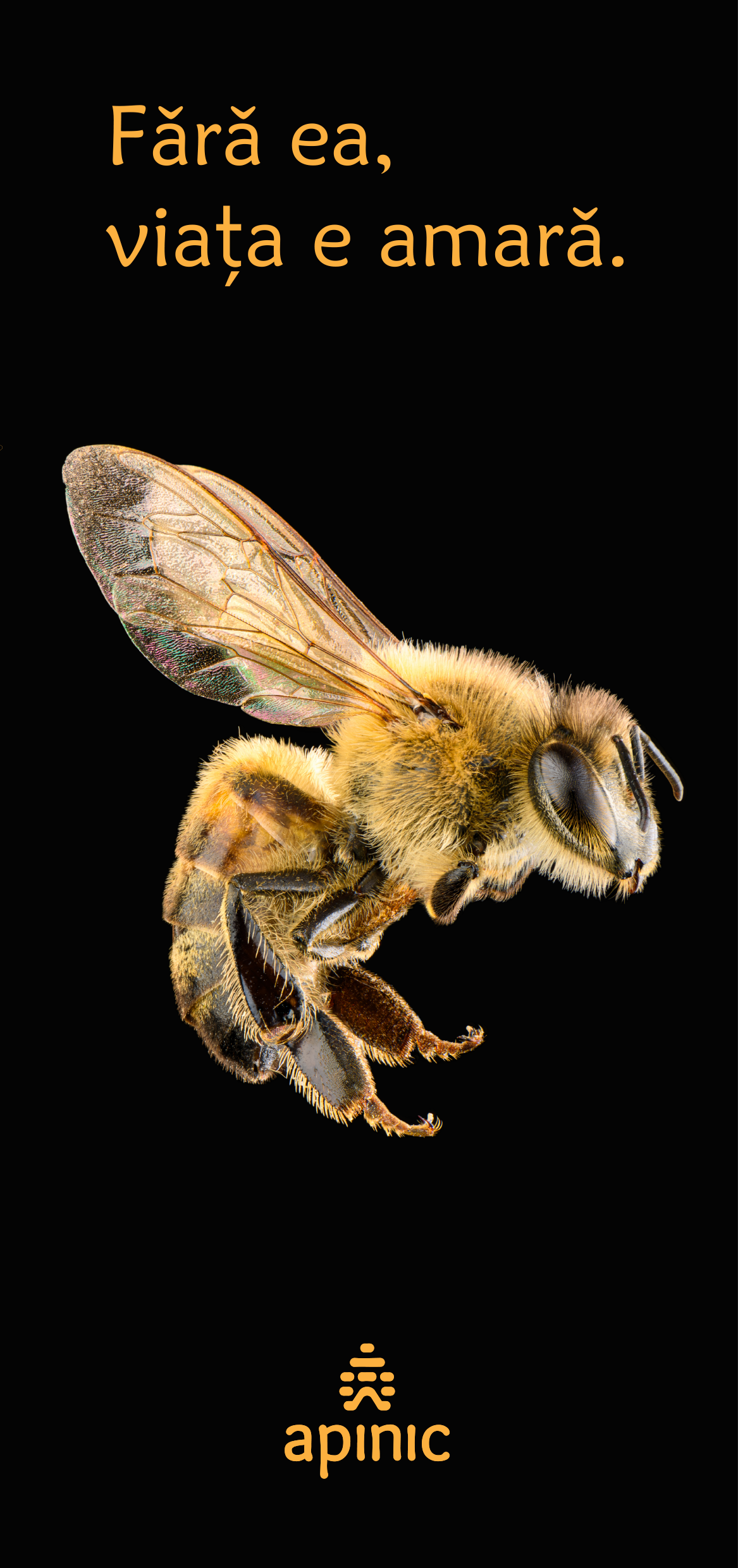 Close-up of a honeybee on a black background with the text 'Fără ea, viața e amară' and the Apinic logo.