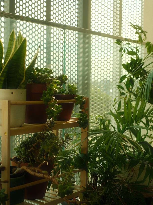 A corner of the studio filled with plants and morning light
