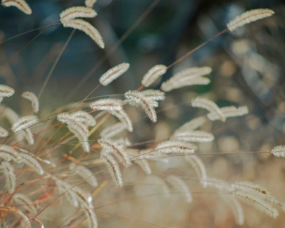 Inner Good Psychology, EMDR Intensive Blocks and Individual Therapy, Townsville, QLD