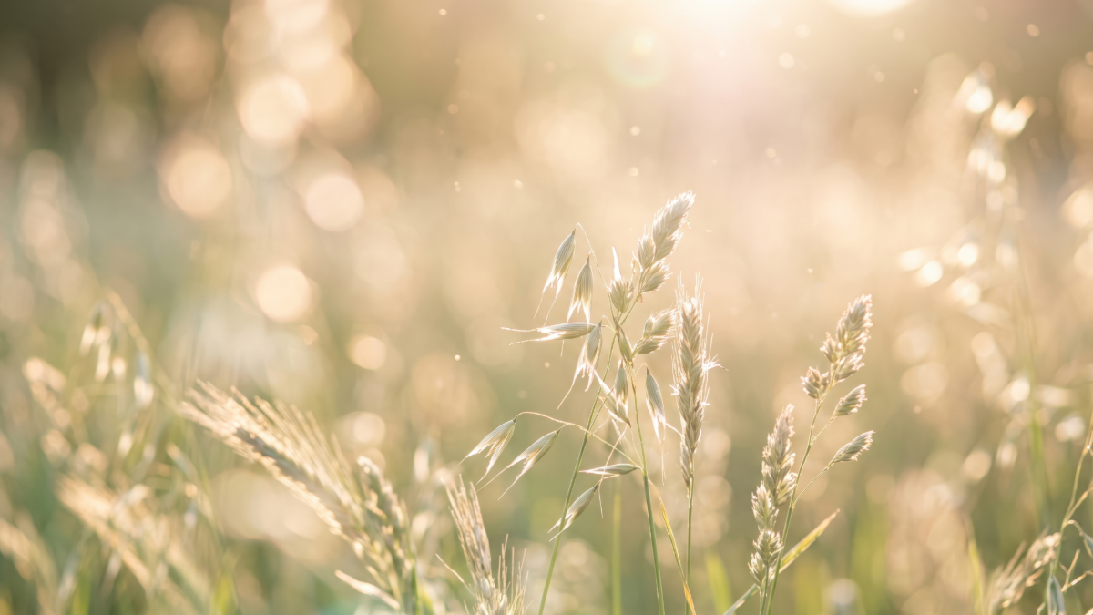 Inner Good Psychology, EMDR Intensive Blocks and Individual Therapy, Townsville, QLD
