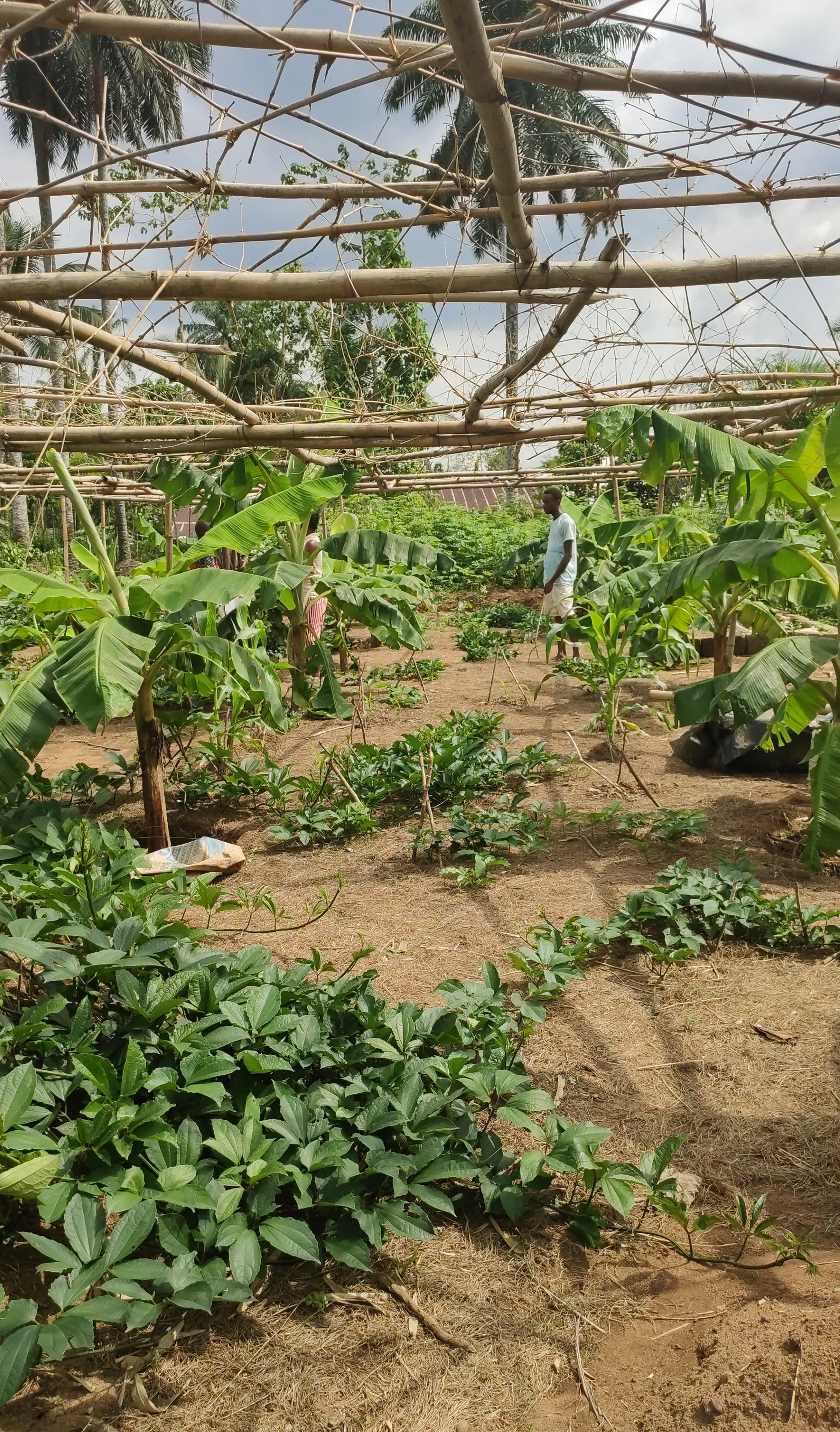 CTF Akwa Ibom Farm 02.jpeg