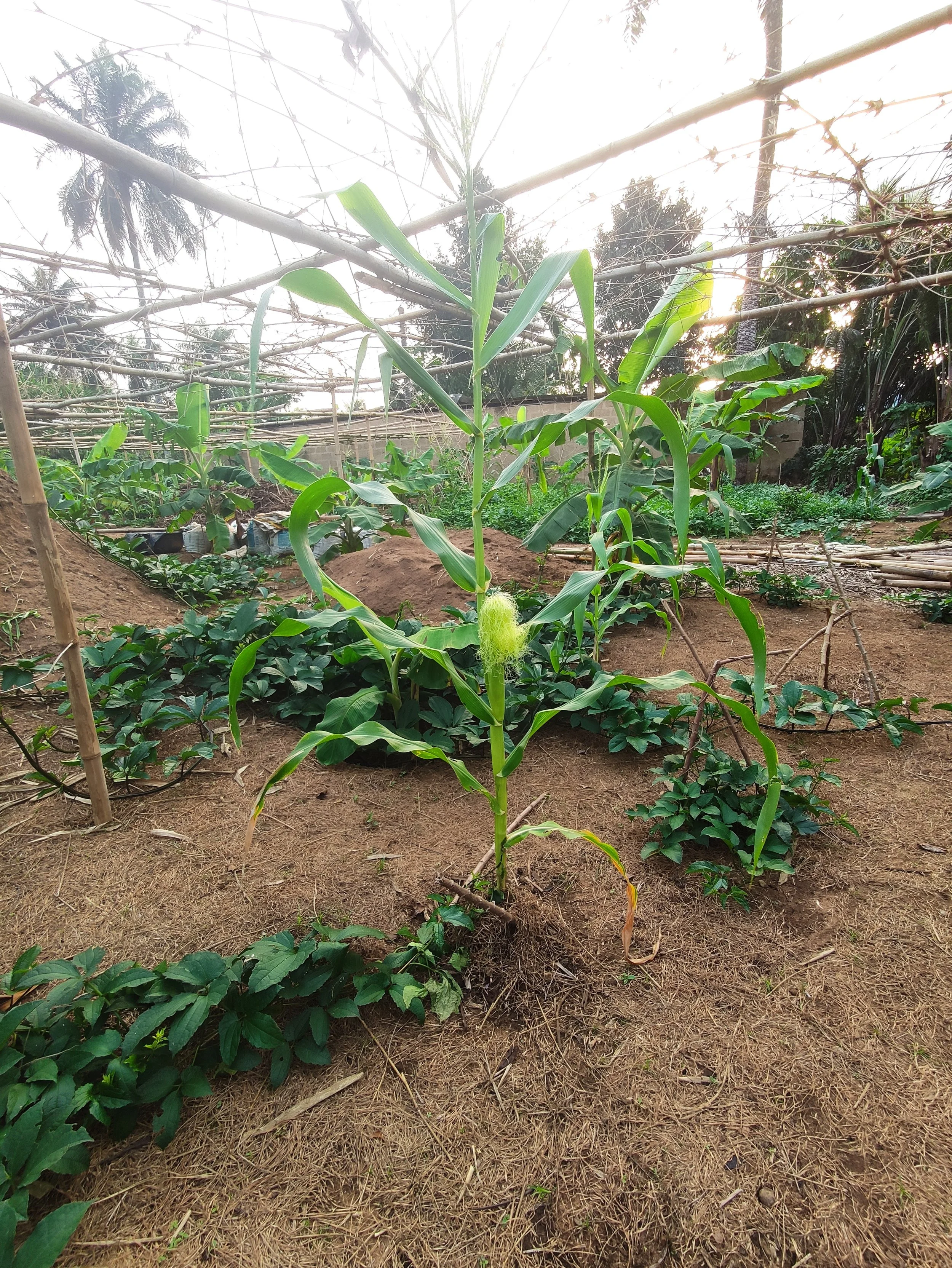 CTF Akwa Ibom Farm 03.jpg