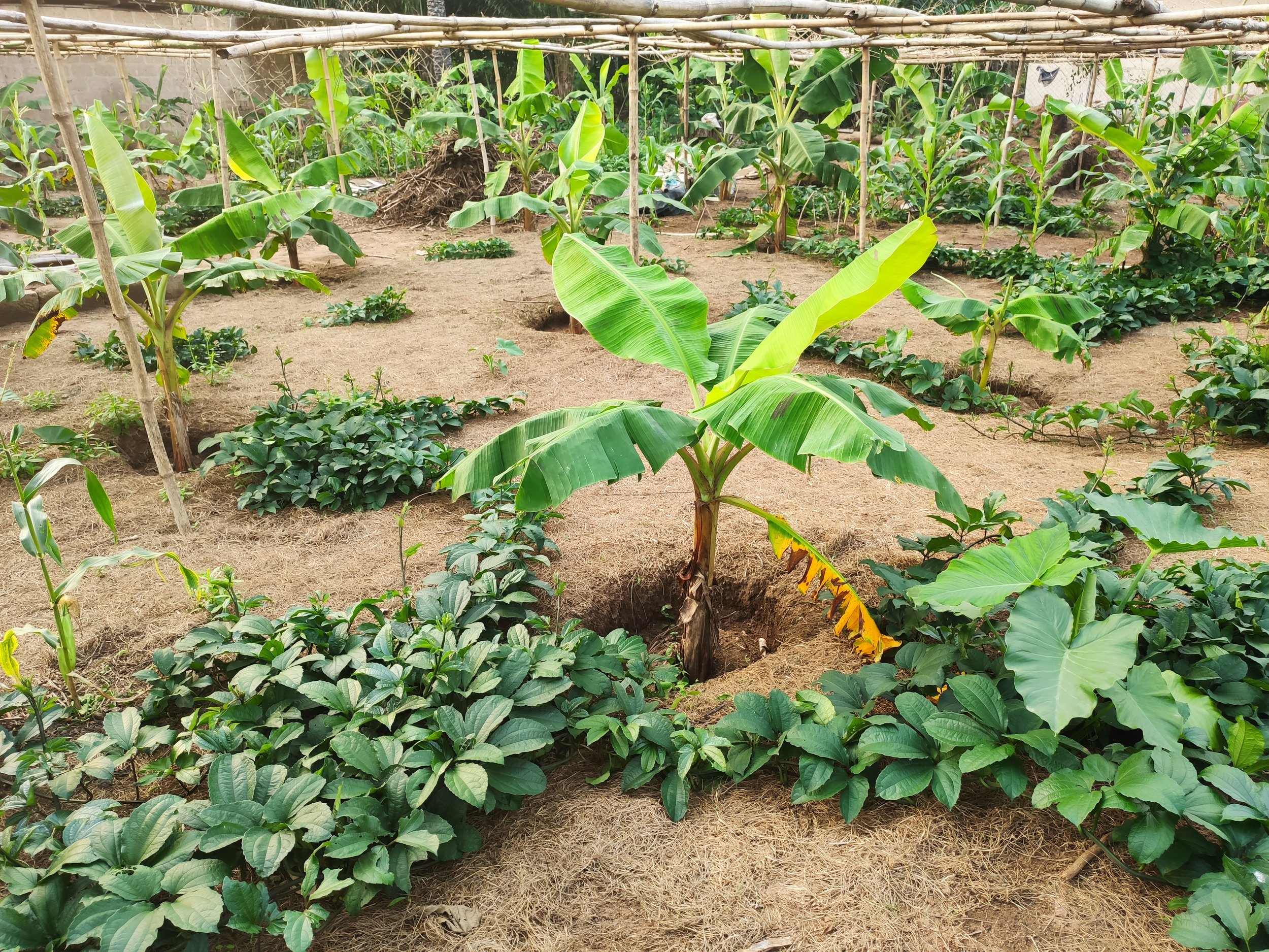 CTF Akwa Ibom Farm 04.jpg