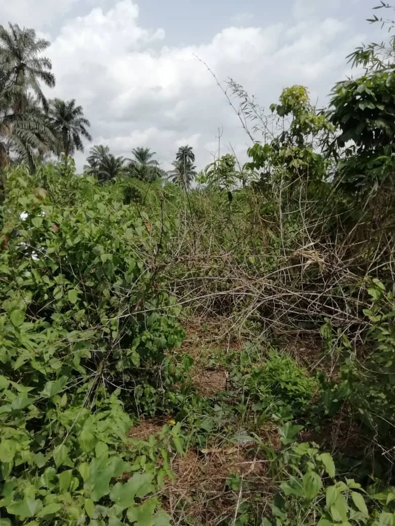 IMG-20190404-WA0006.jpg