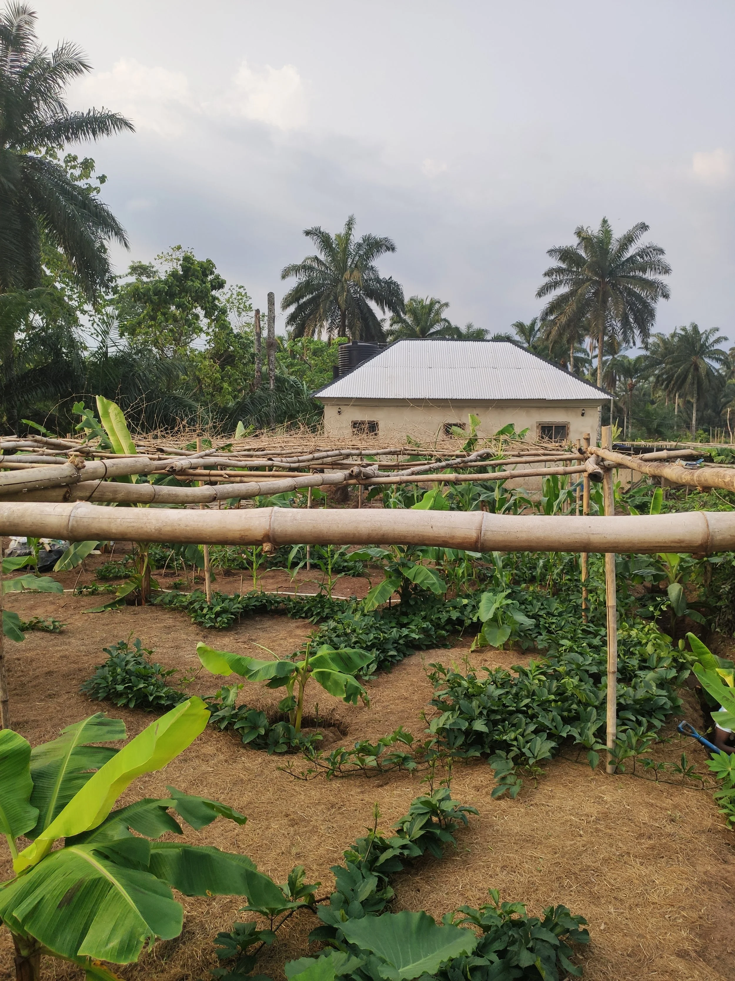 CTF Akwa Ibom Farm 01.jpg
