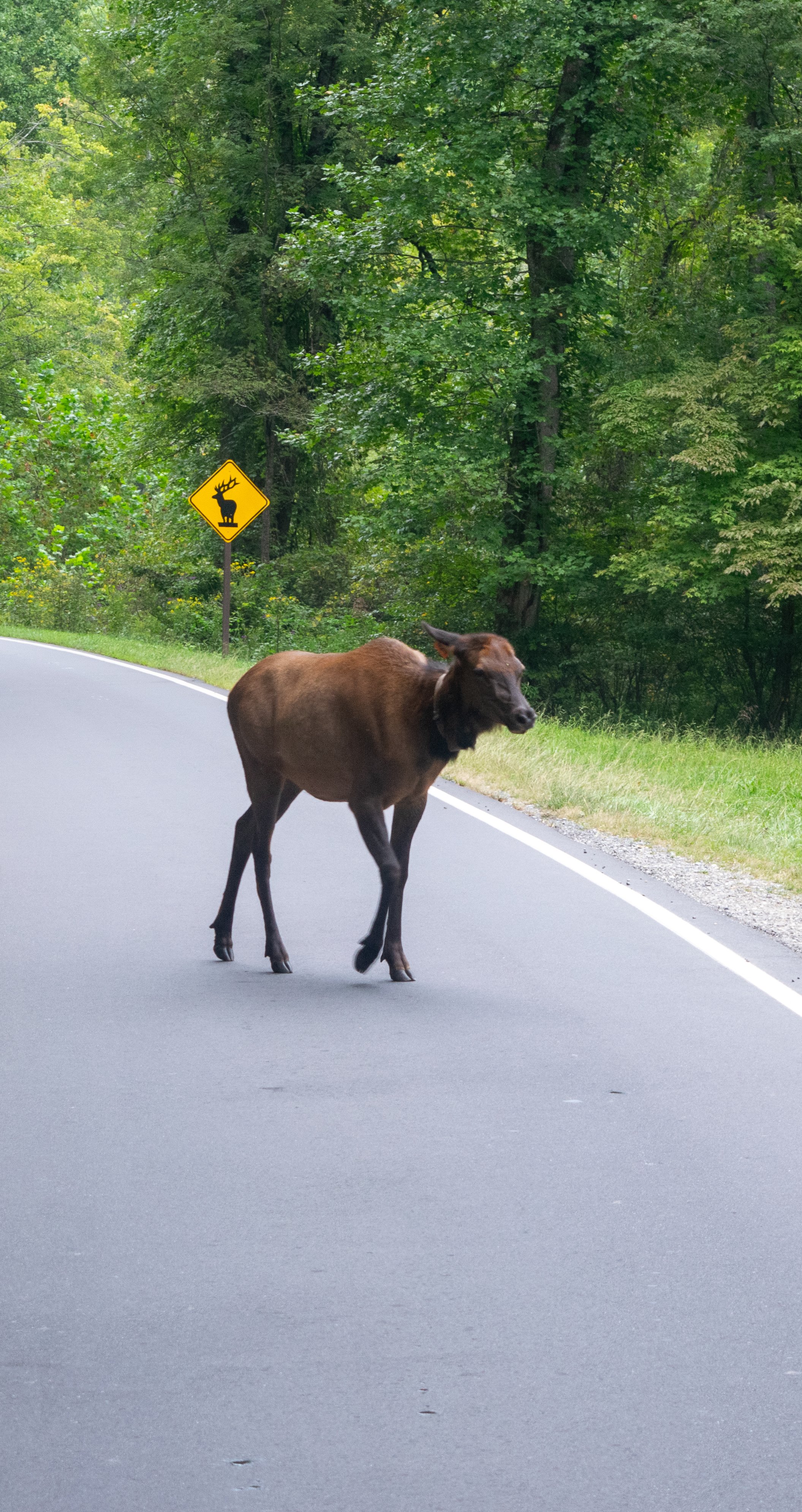 A moose standing on a paved road in a forest near a caution sign with a moose silhouette.