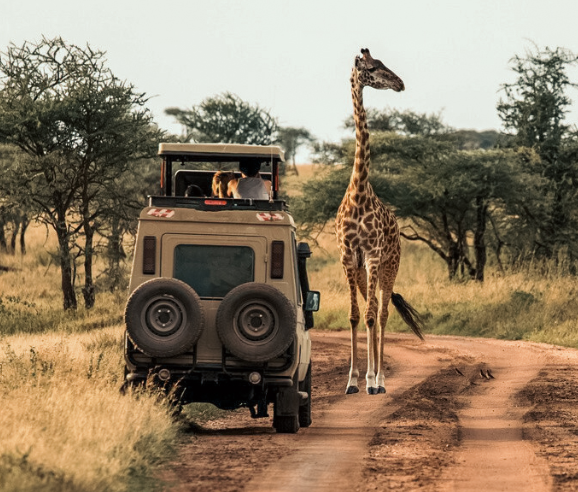A safari vehicle on a dirt road in a savannah, with a giraffe standing nearby and trees in the background.