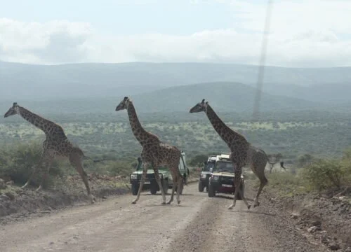 Three giraffes crossing a dirt road in a savannah with two vehicles nearby.