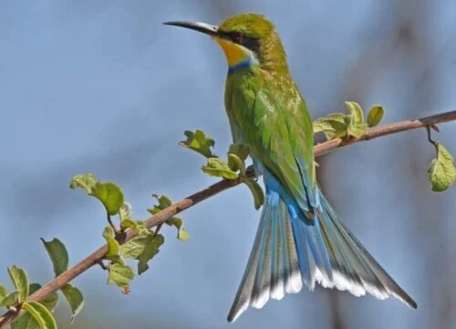 A colorful bird perched on a branch with green leaves, featuring green, blue, and yellow feathers, and a long beak.