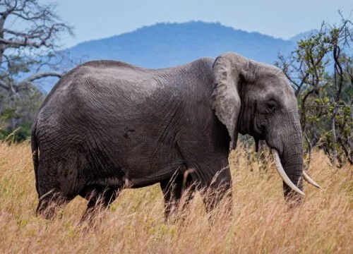 An elephant walking through a grassy field with mountains in the background.