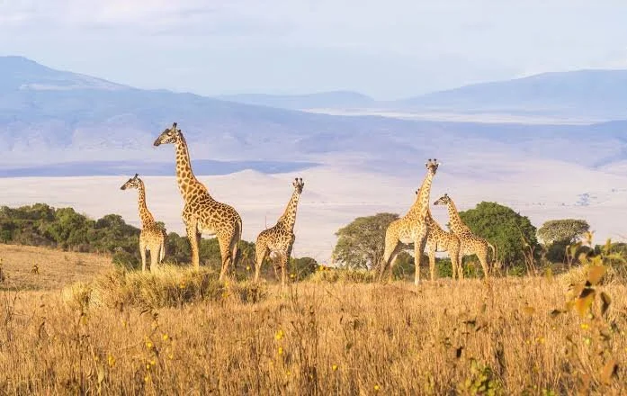Group of giraffes standing in a grassy savannah with trees and mountains in the background.