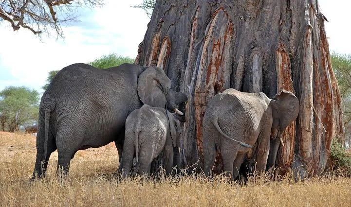 Group of elephants, including adults and calves, gathered around a large tree in a savannah landscape.