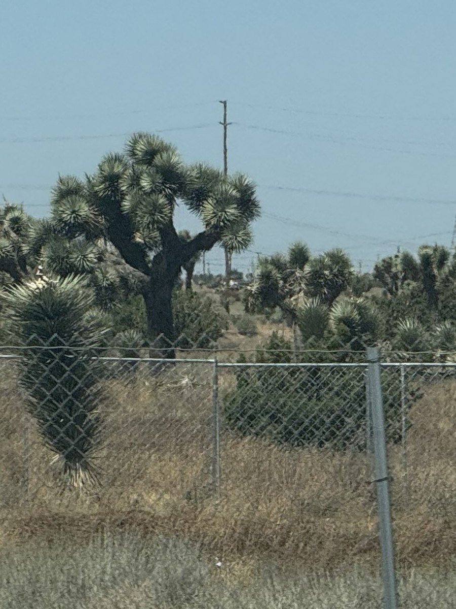 Joshua trees behind a chain-link fence near Hesperia, California.