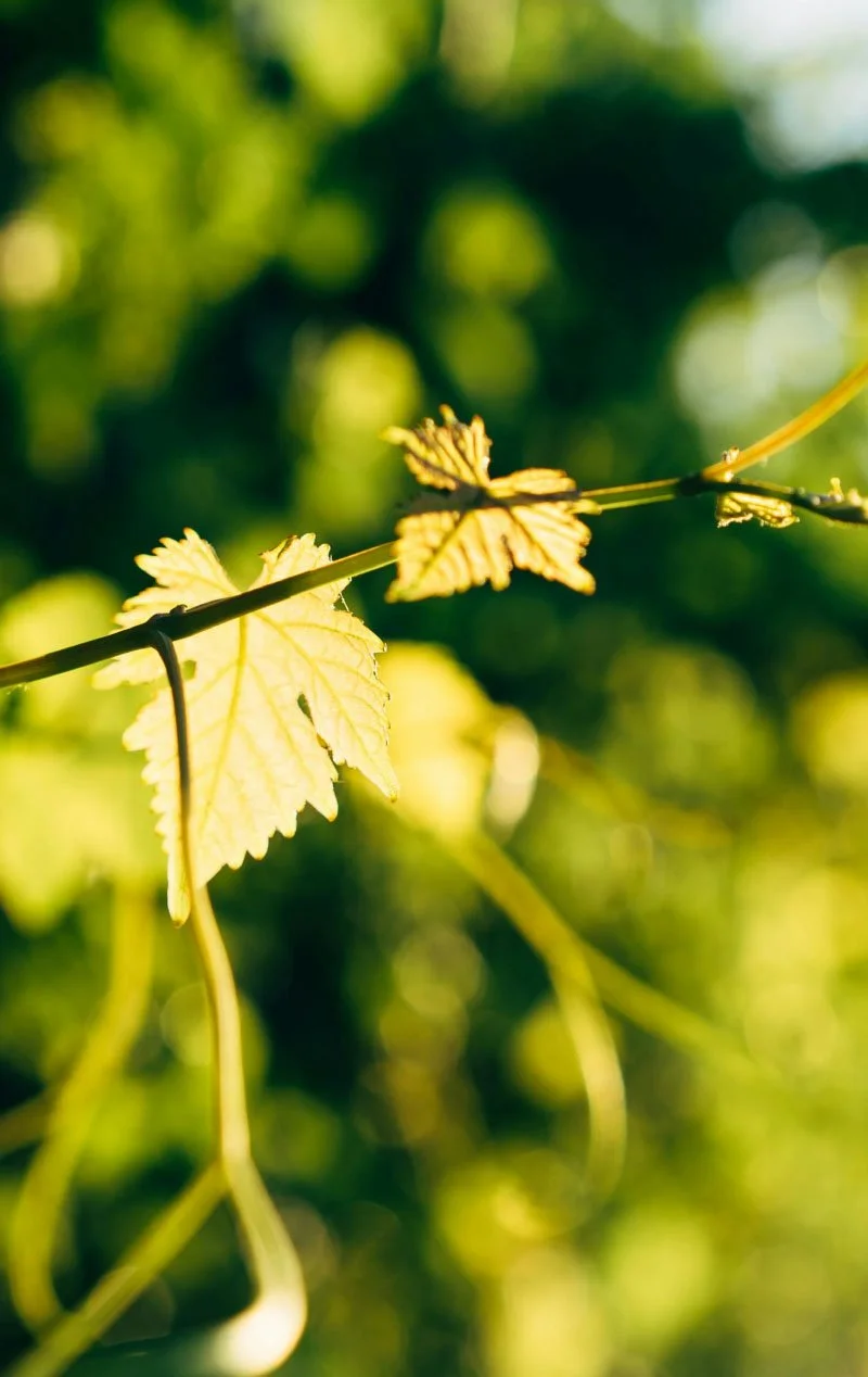 Close-up of a vine with green leaves illuminated by sunlight, with a blurred green foliage background.