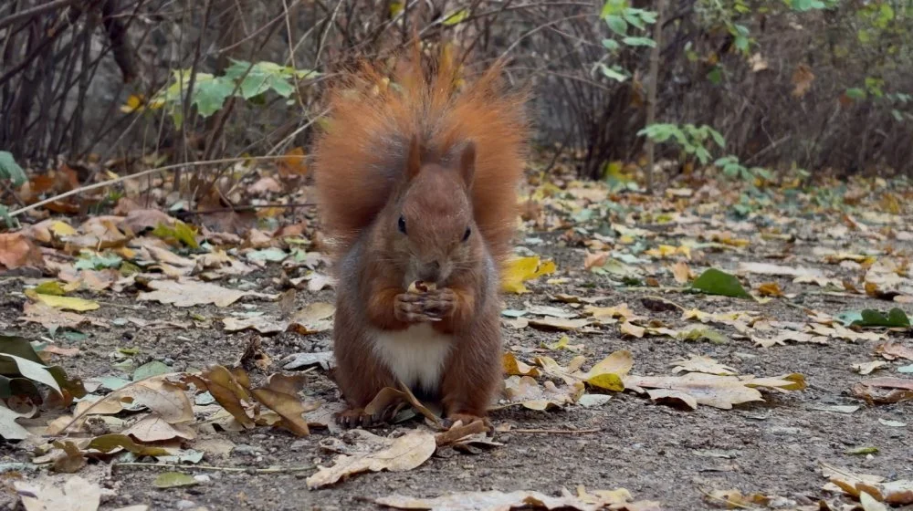 iPhone Air camera sample: red squirrel among autumn leaves