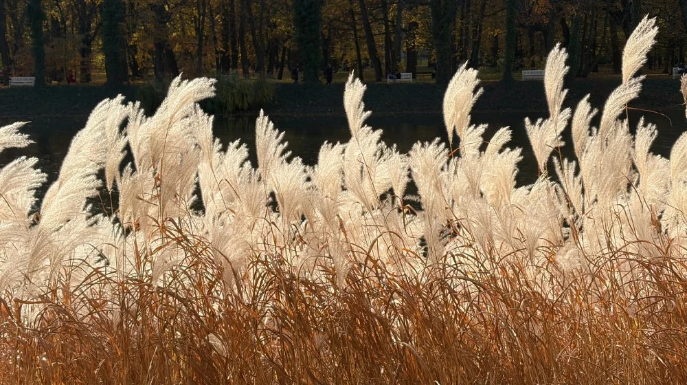 iPhone Air camera sample: pampas grass in sunlight