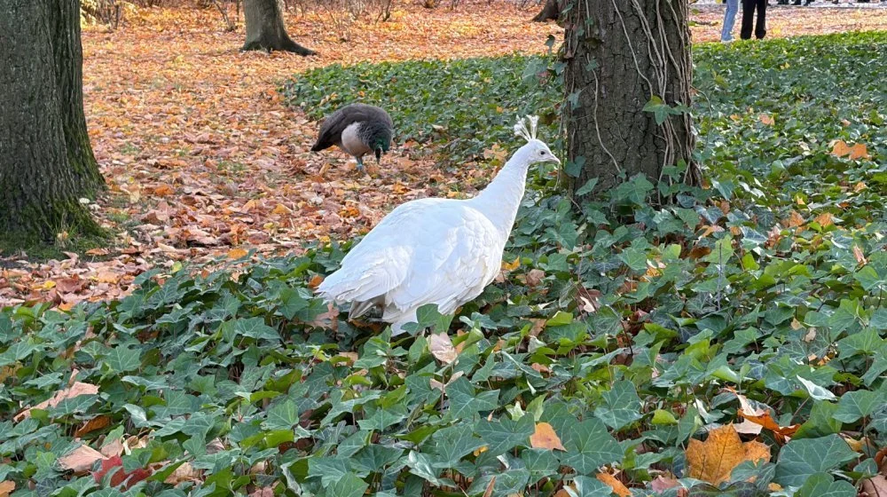 iPhone Air camera sample: white peacock on fallen leaves