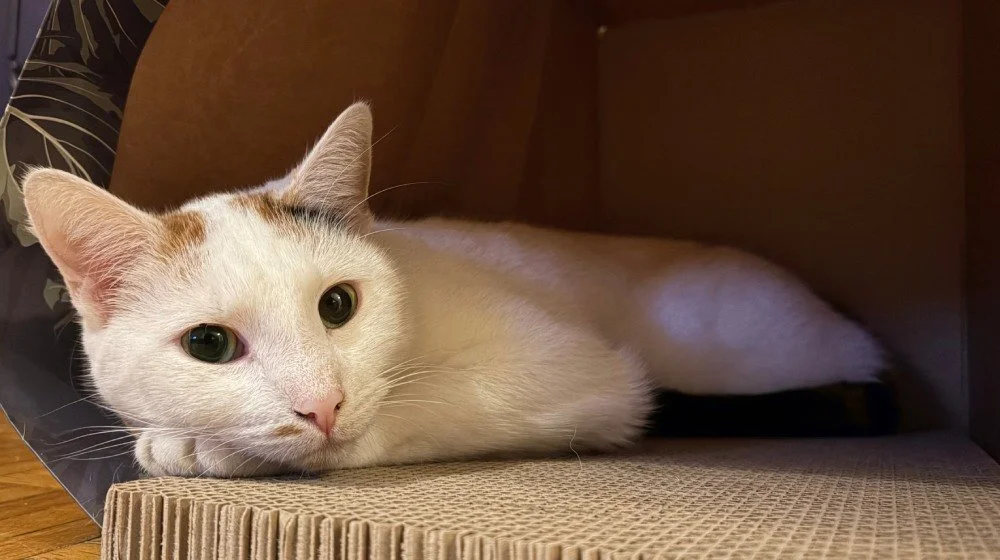iPhone Air camera sample: white cat lying on a cushion