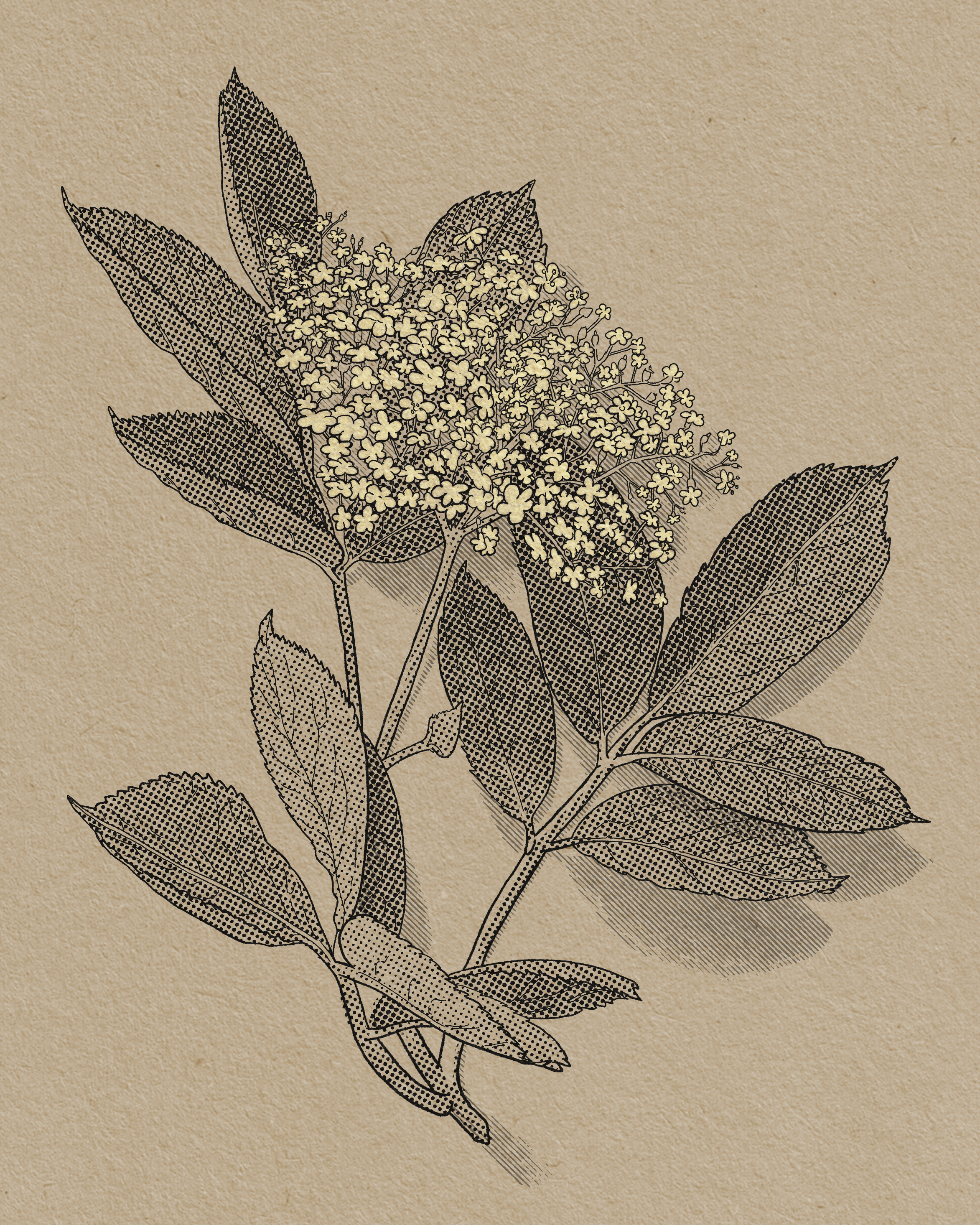 Elderflower (2026) digital