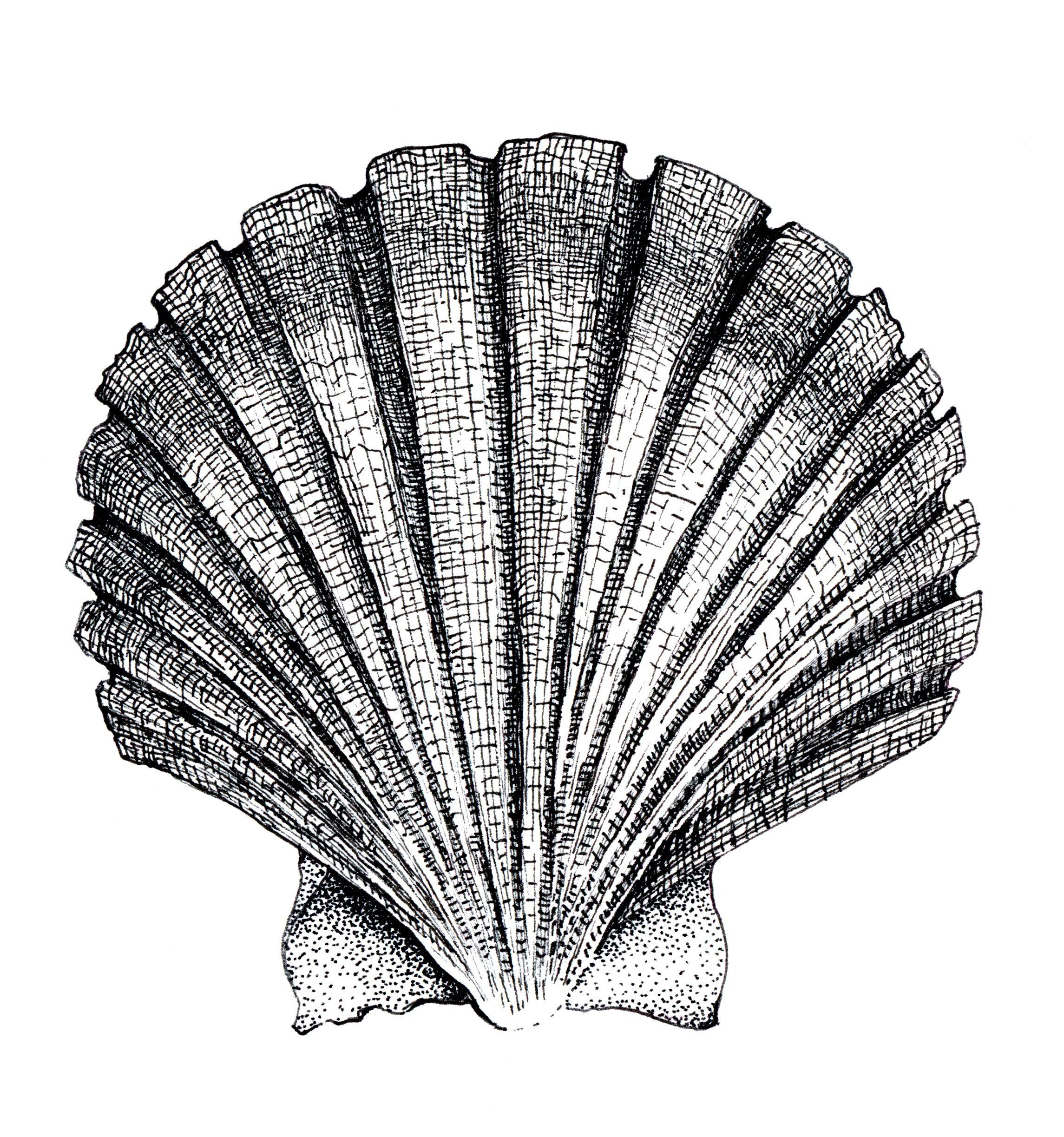Scallop (2024) Pen and ink