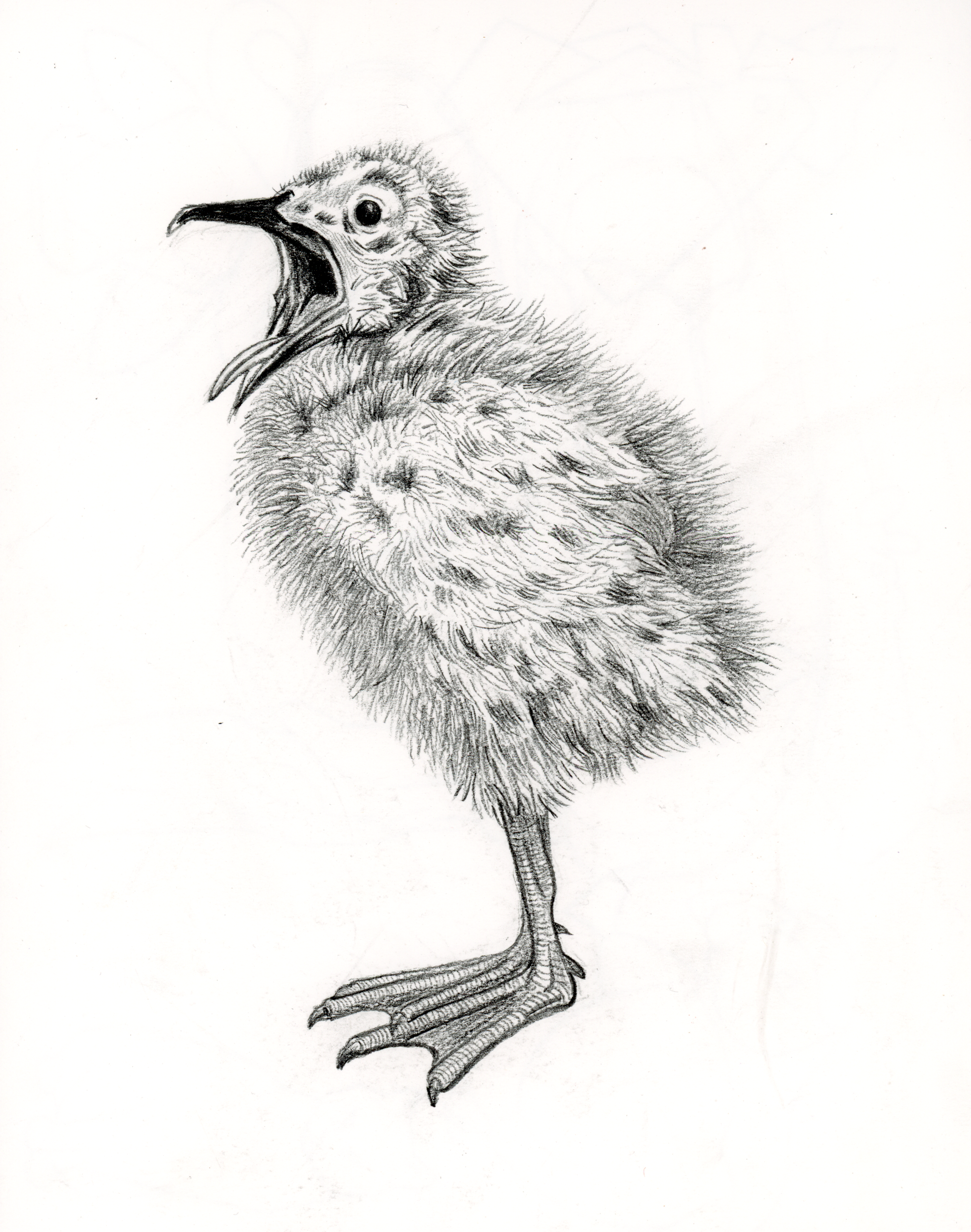 Baby seagull (2025) charcoal on paper