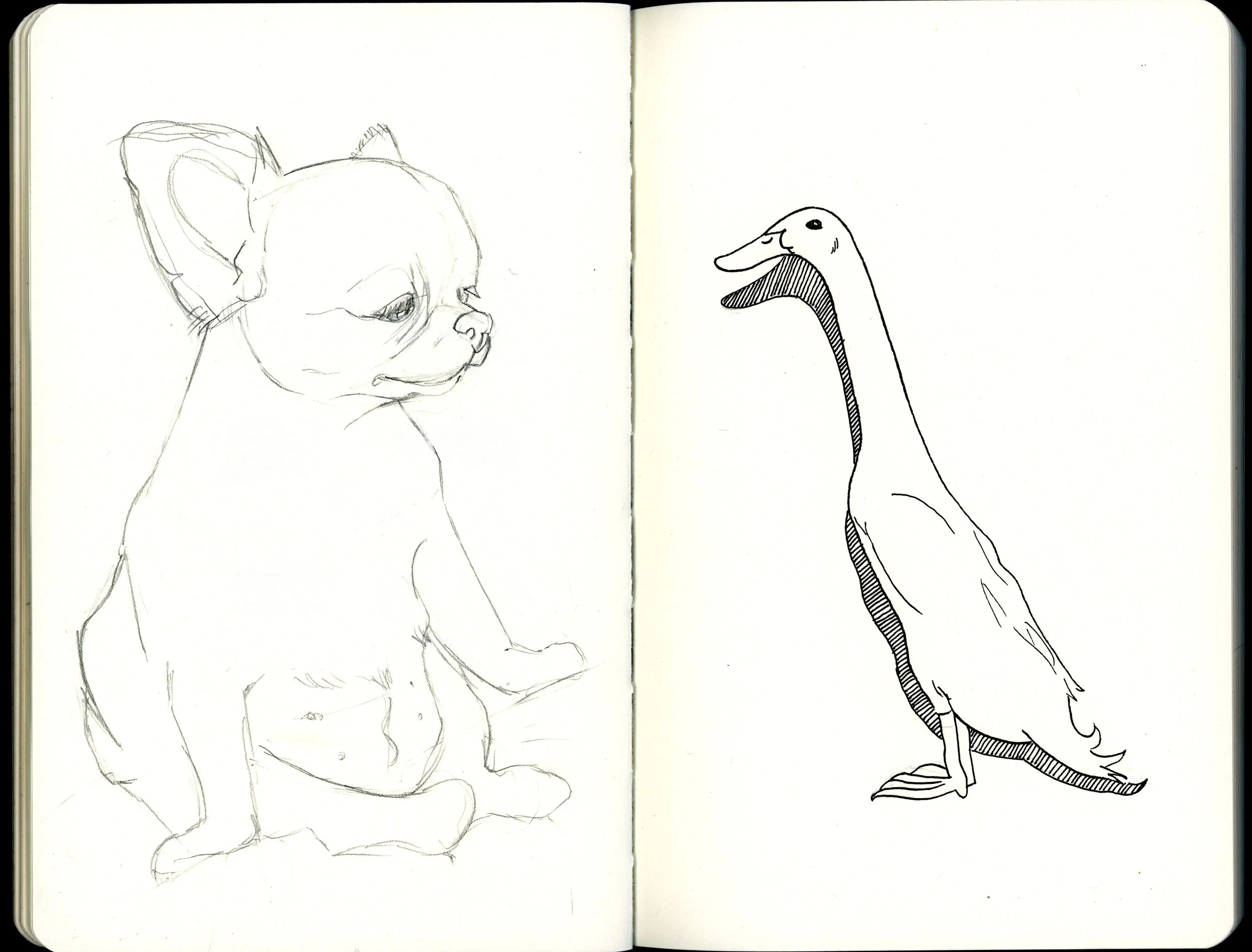 dogduck.jpg