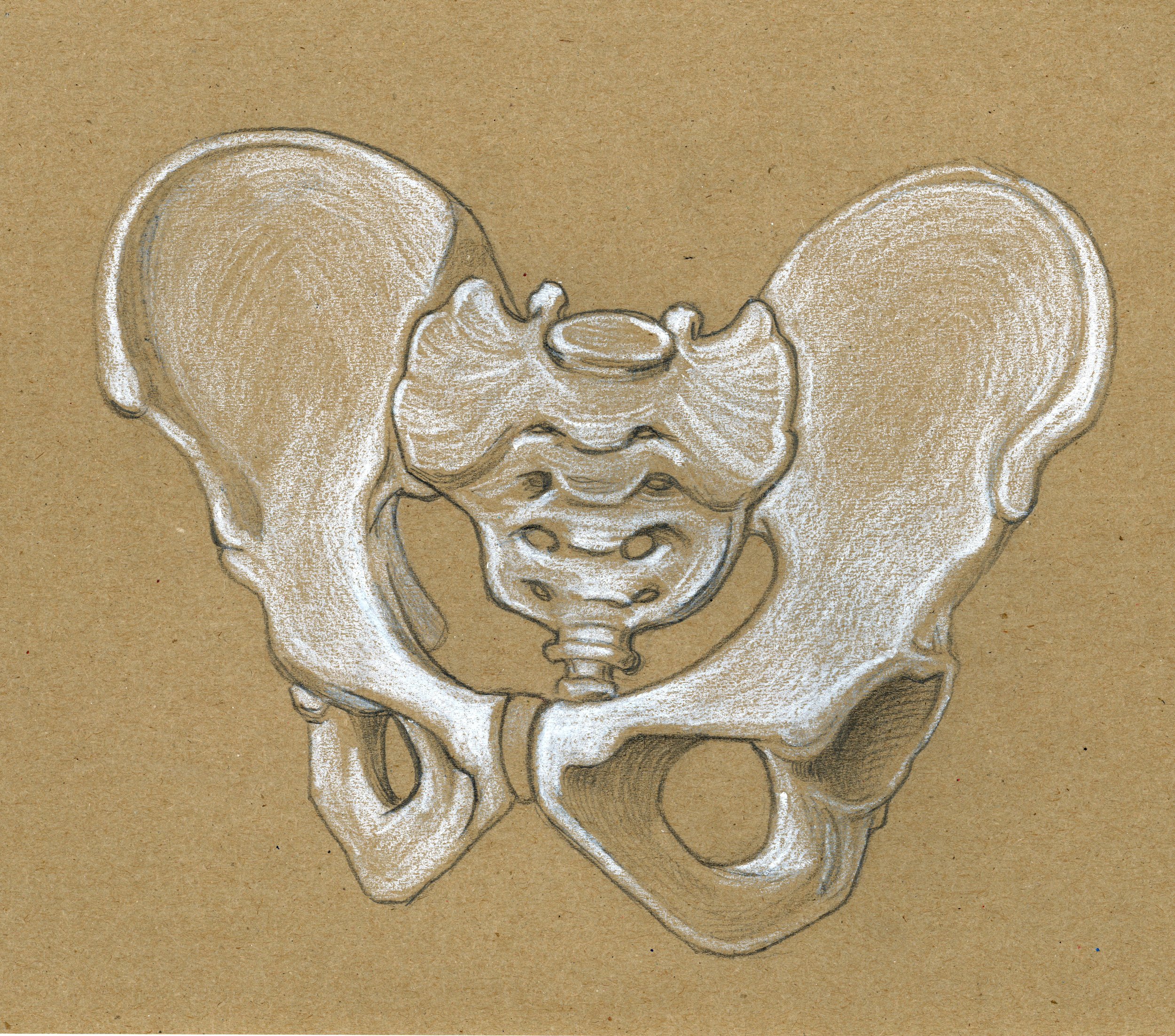 Pelvic bone (2024) pencil on toned paper