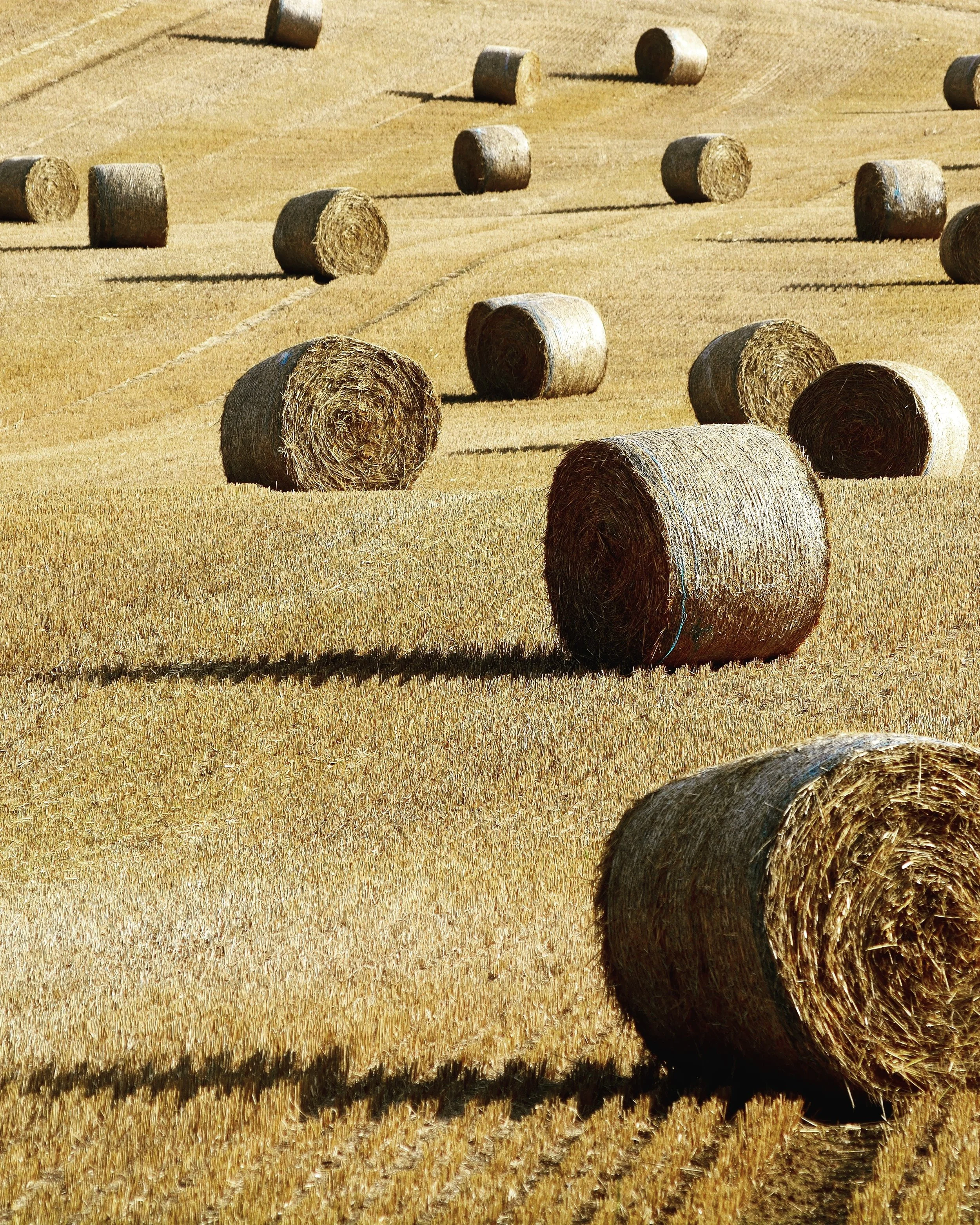 A collection of images inspiring some of my current illustrations. What are your favourites? 

Photo credits:

1. Round bales by Colin Watts
2. Bales from above by Bernd Dittrich
3. Waiting the harvest by Slava Auchynnikau&nbsp;
4. Fields from above 