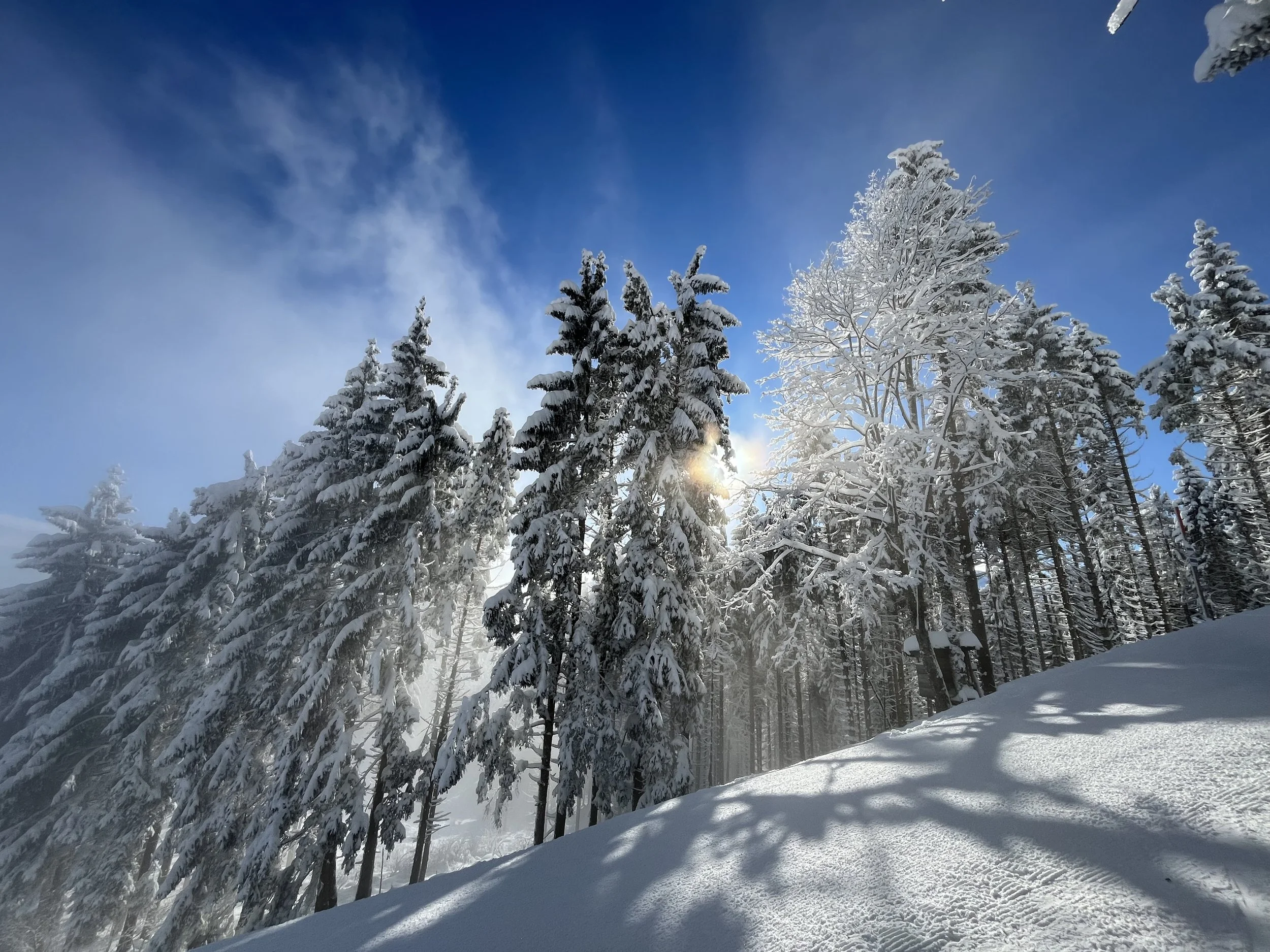Snow-covered pine trees in a winter landscape with blue sky and sunlight.
