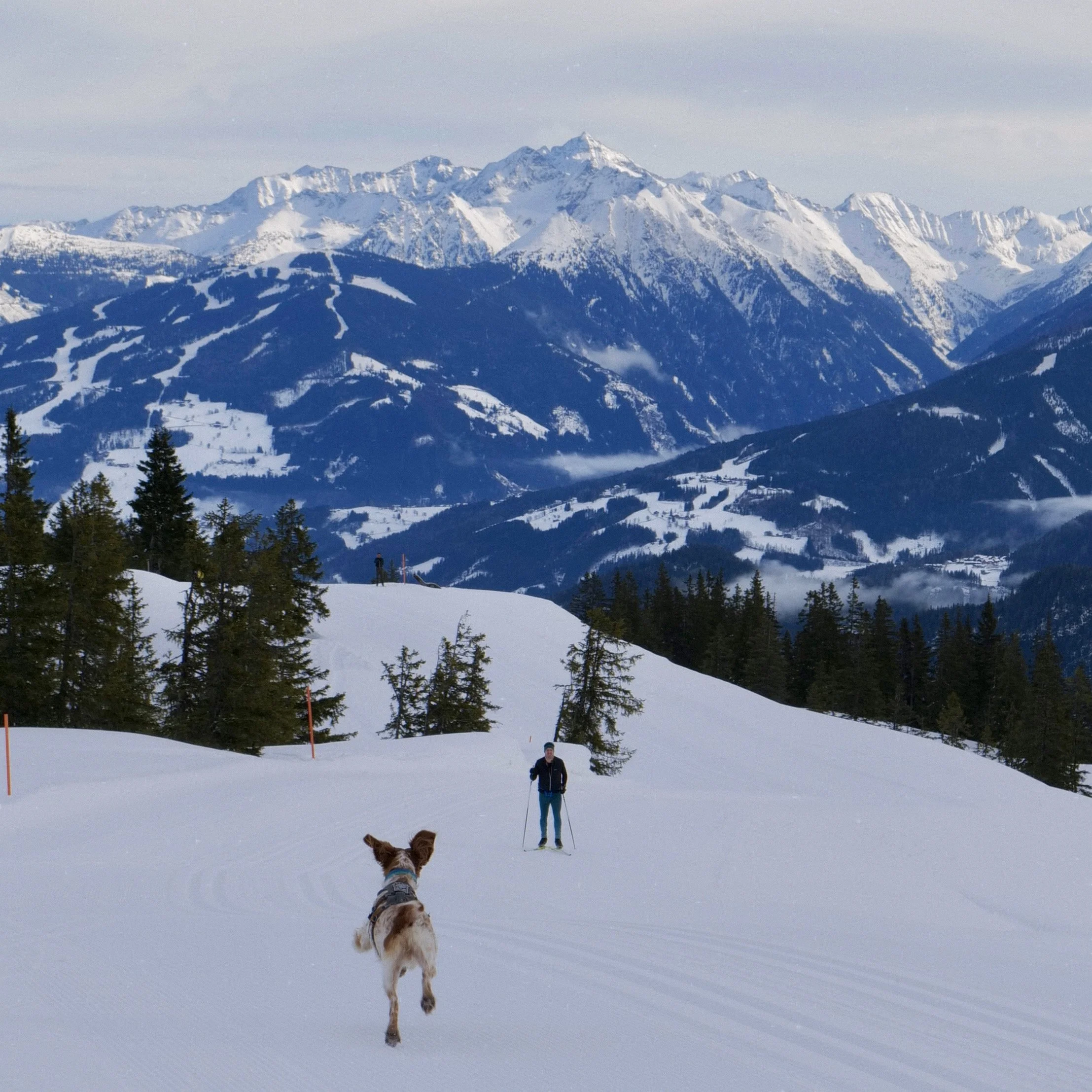 Dogs and a person snowshoeing in a snowy mountain landscape with snow-covered peaks and evergreen trees.