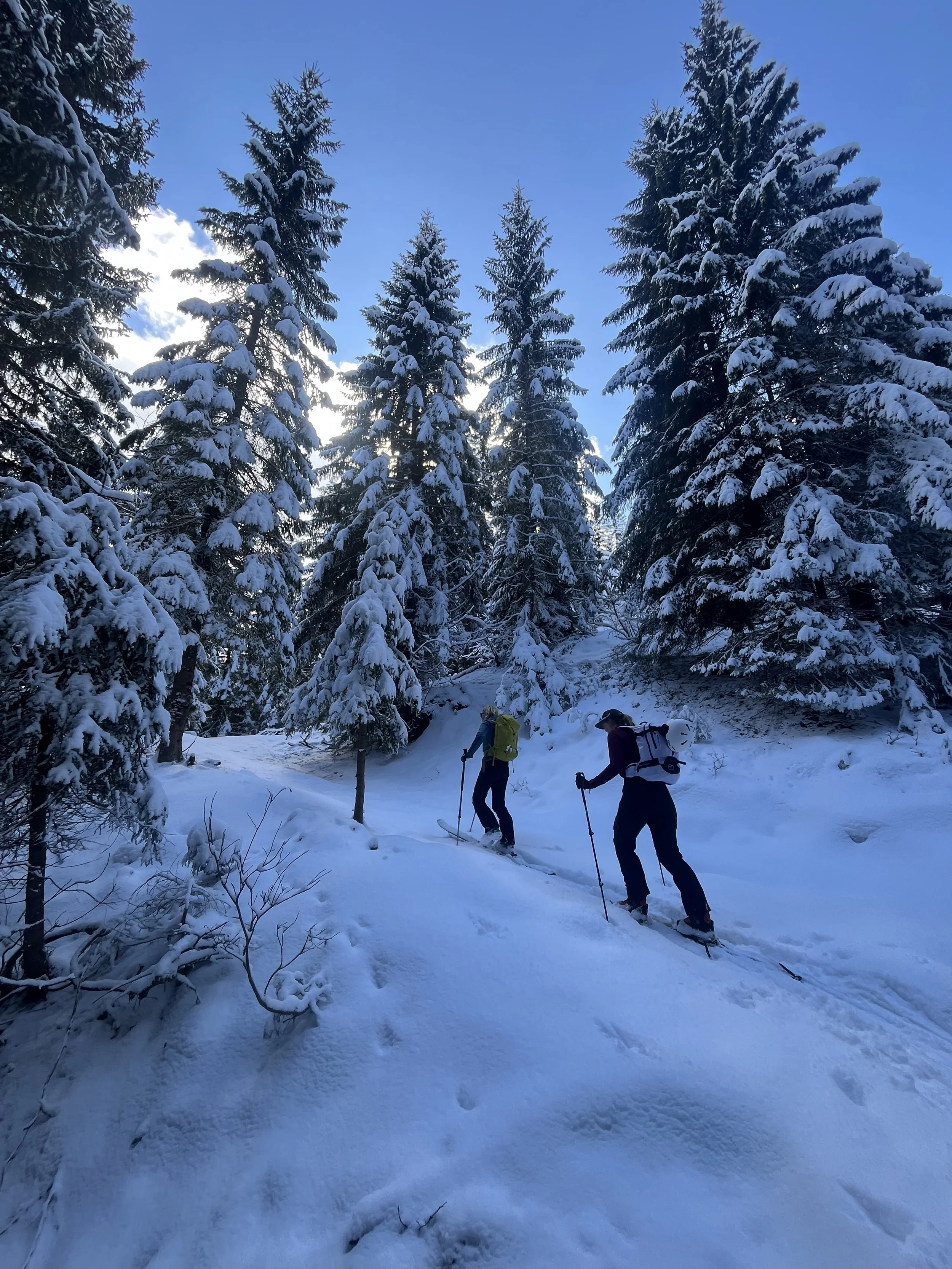Two people snowshoeing through a snowy forest with tall evergreen trees covered in snow and a clear blue sky overhead.