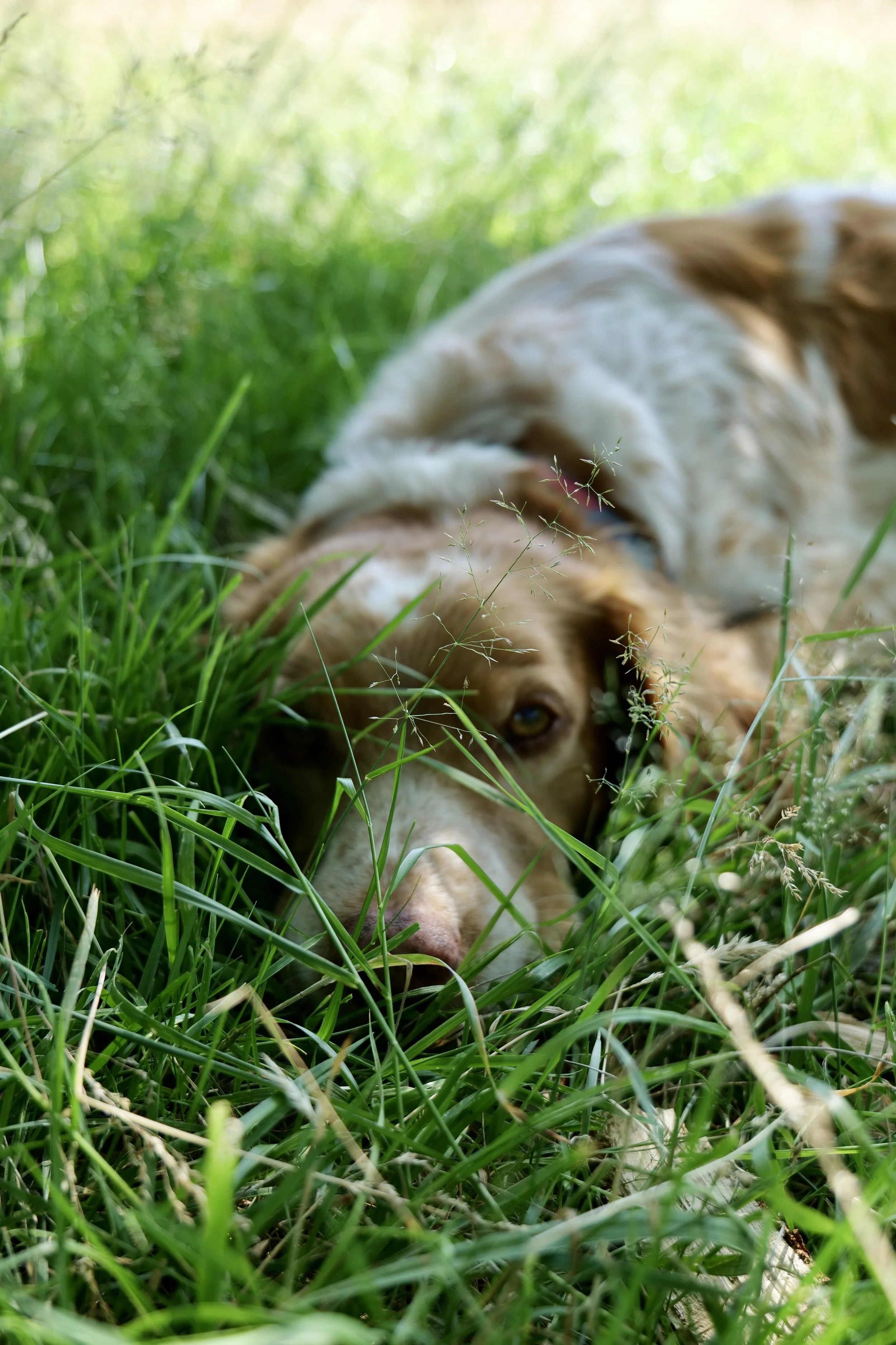 A dog lying in tall green grass with partial view of the dog's face, showing one eye and nose, in a natural outdoor setting.