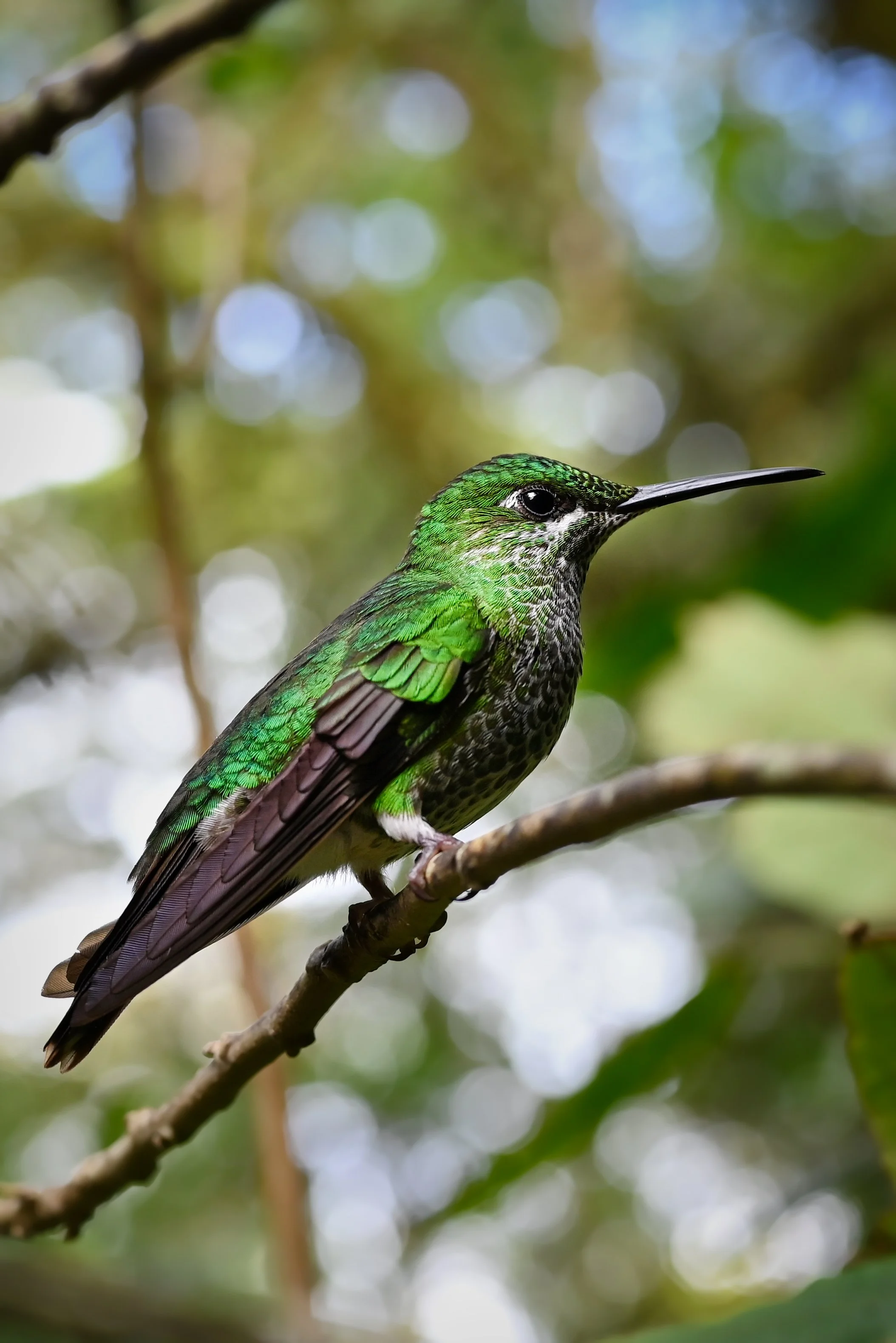 Monteverde_Kolibri.jpeg
