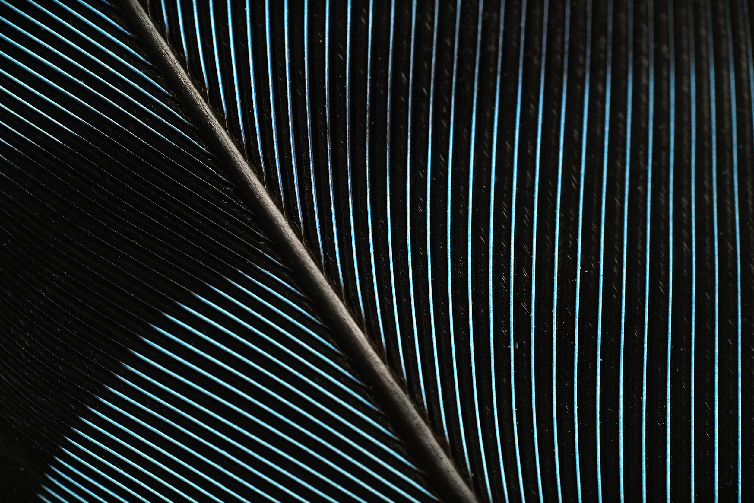 abstract spine of a feather