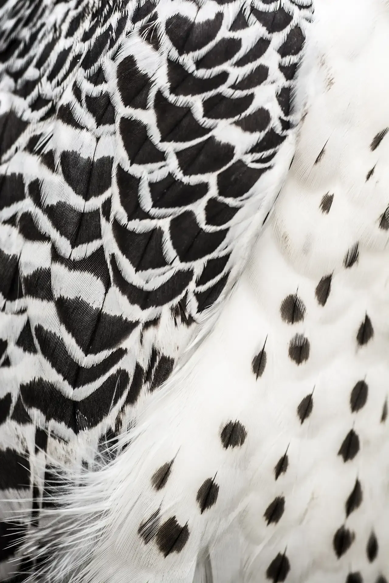 Close-up of a bird's feather showcasing black and white patterned feathers, some with spots and others with striped patterns.