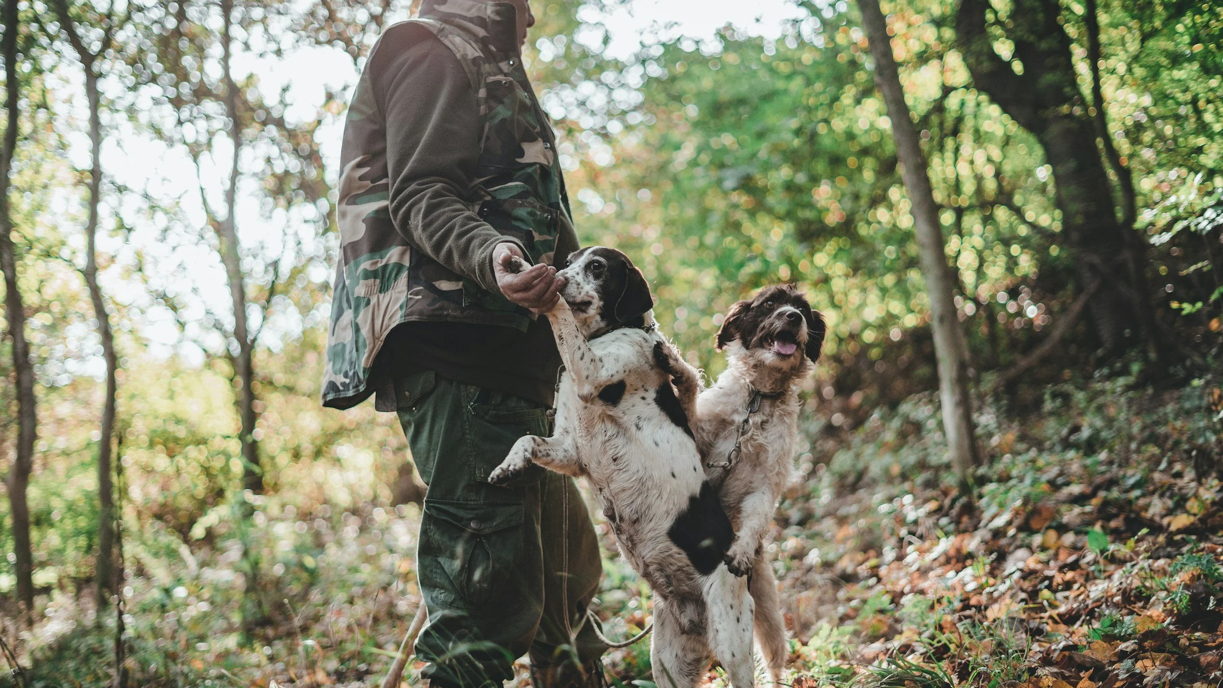 Junge Person in Camouflagejacke hält ein Hund im Wald bei Tageslicht.