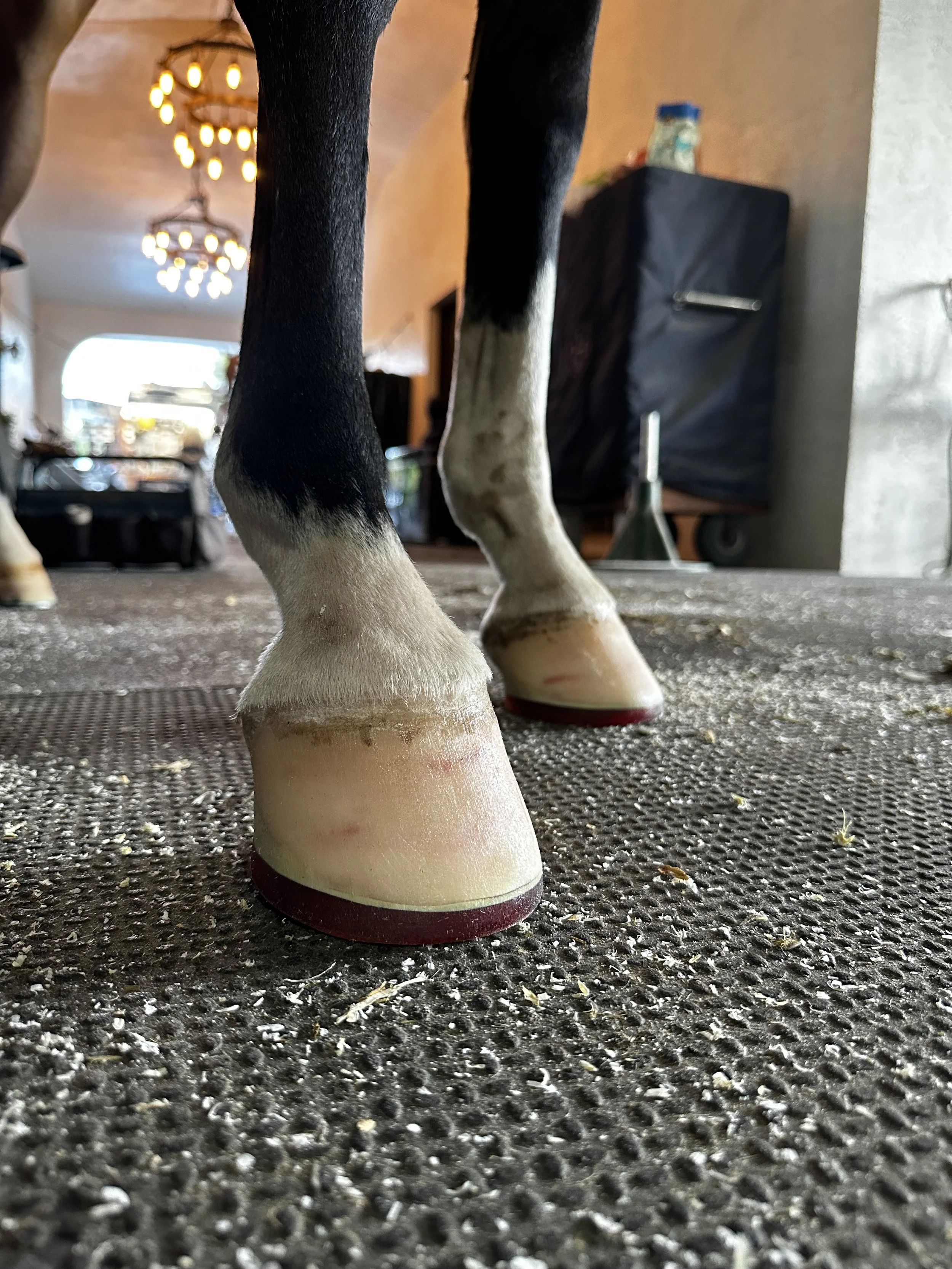 Close-up of a horse's legs from the knees down, standing on a textured rubber mat with scattered debris, with a background showing indoor lighting, furniture, and storage items.