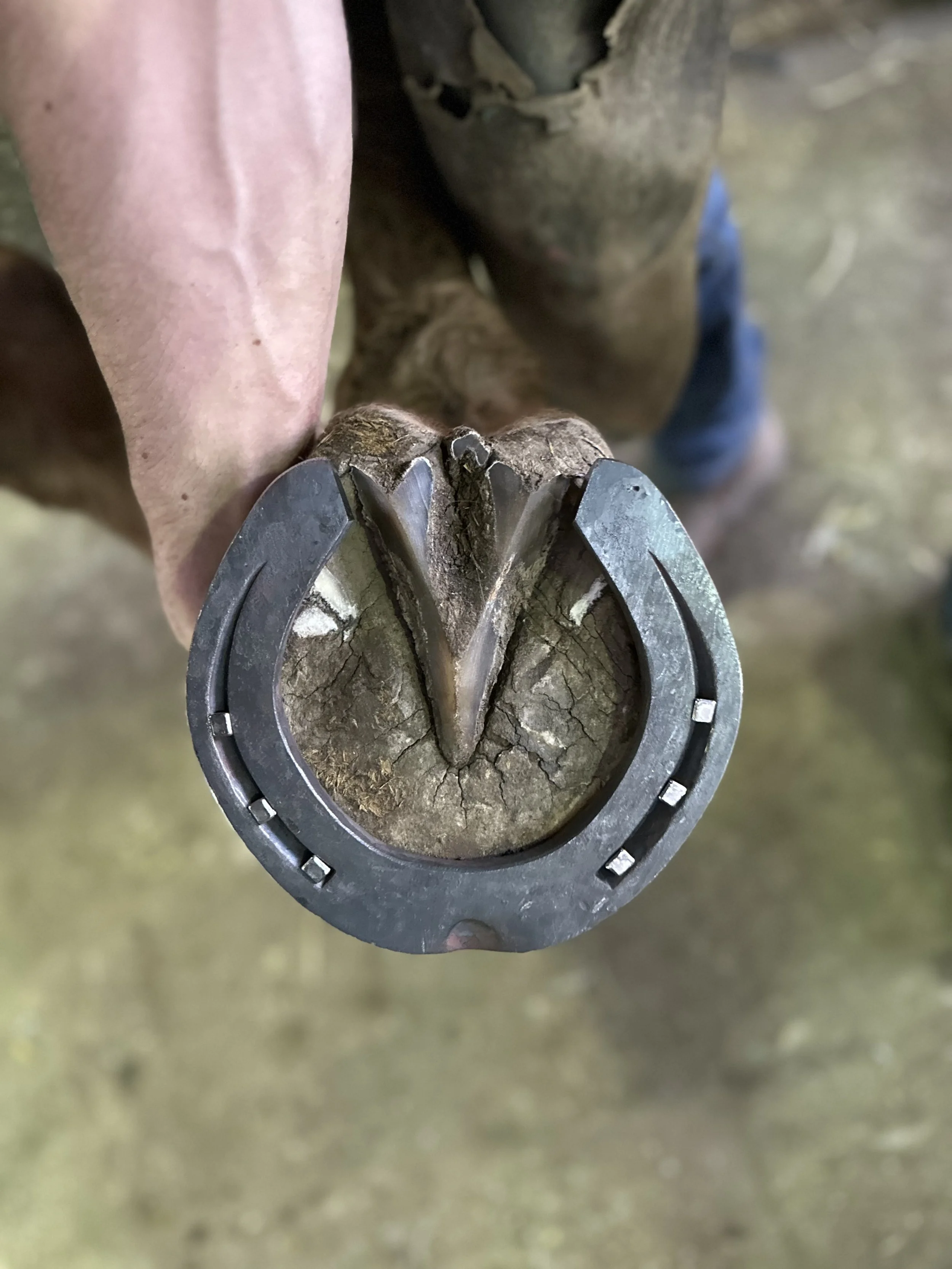 Close-up of a pair of horseshoes attached to a hoof of a horse, with a hoof and leg visible in the background.