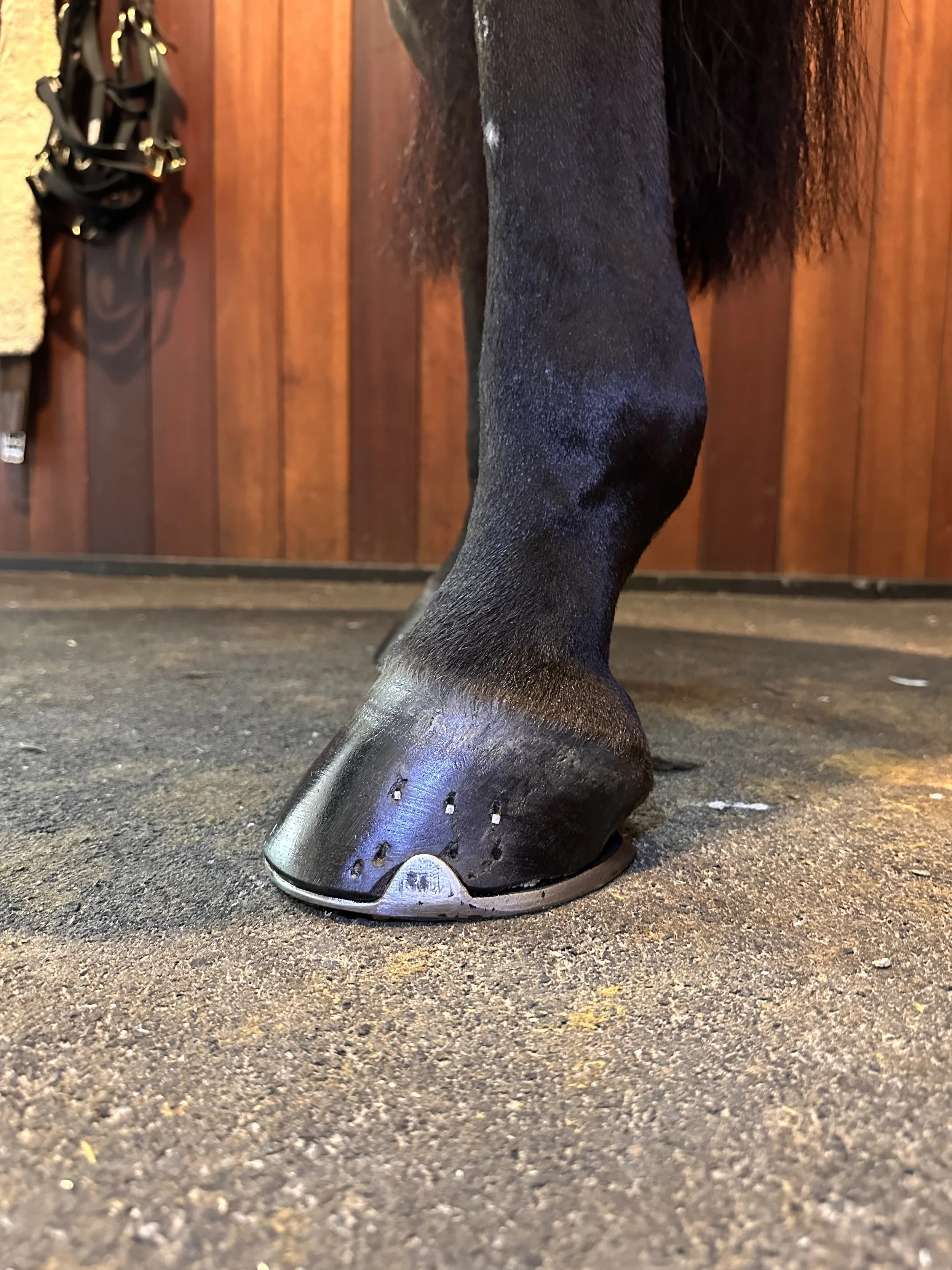 A horses hoof with a horseshoe applied very well, with a gorgeous black finish, painted horse hoof.
