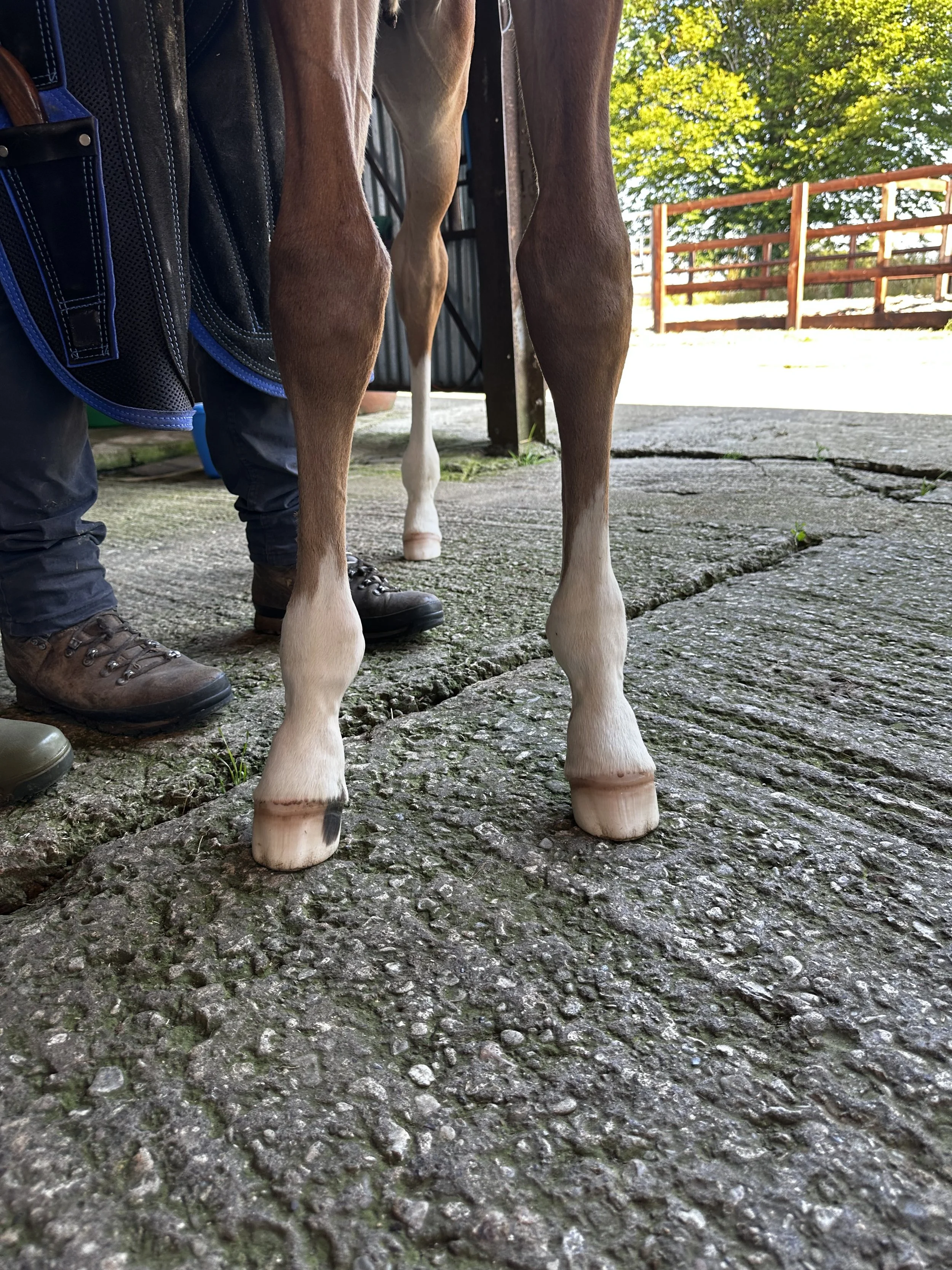 a foal with a limb deviation