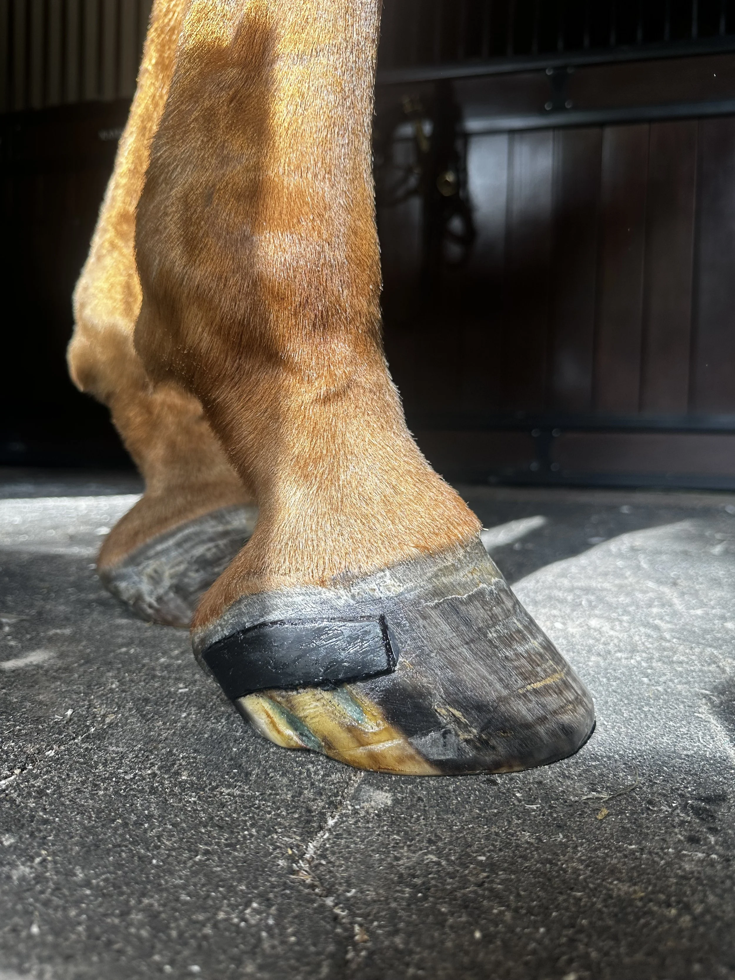 a cracked horses hoof with a crack patch to support and repair the hoof