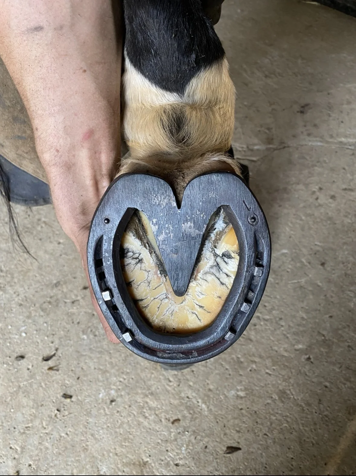A veterinarian is holding a horse's hoof with a hoof care device attached, showing the hoof wall and sole, with the background being a dirt floor.