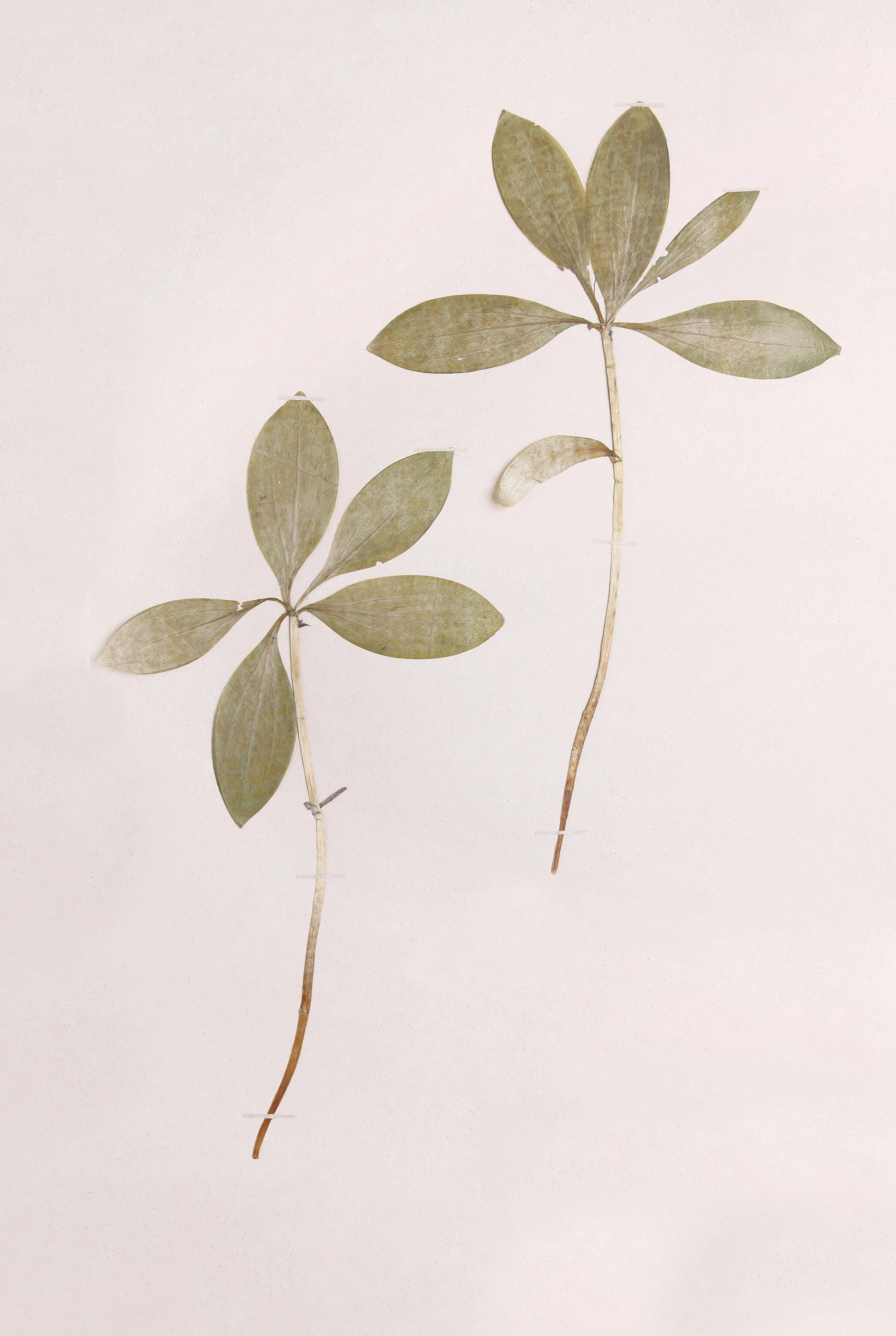 Two dried plant stems with beige leaves laid on a plain white surface.