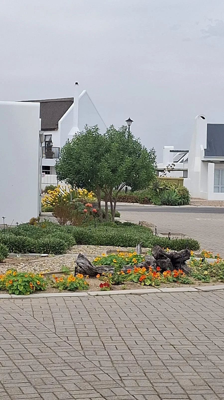 A landscaped garden in a residential area with colorful flowers, a small tree, and decorative driftwood, with white houses and a cloudy sky in the background.