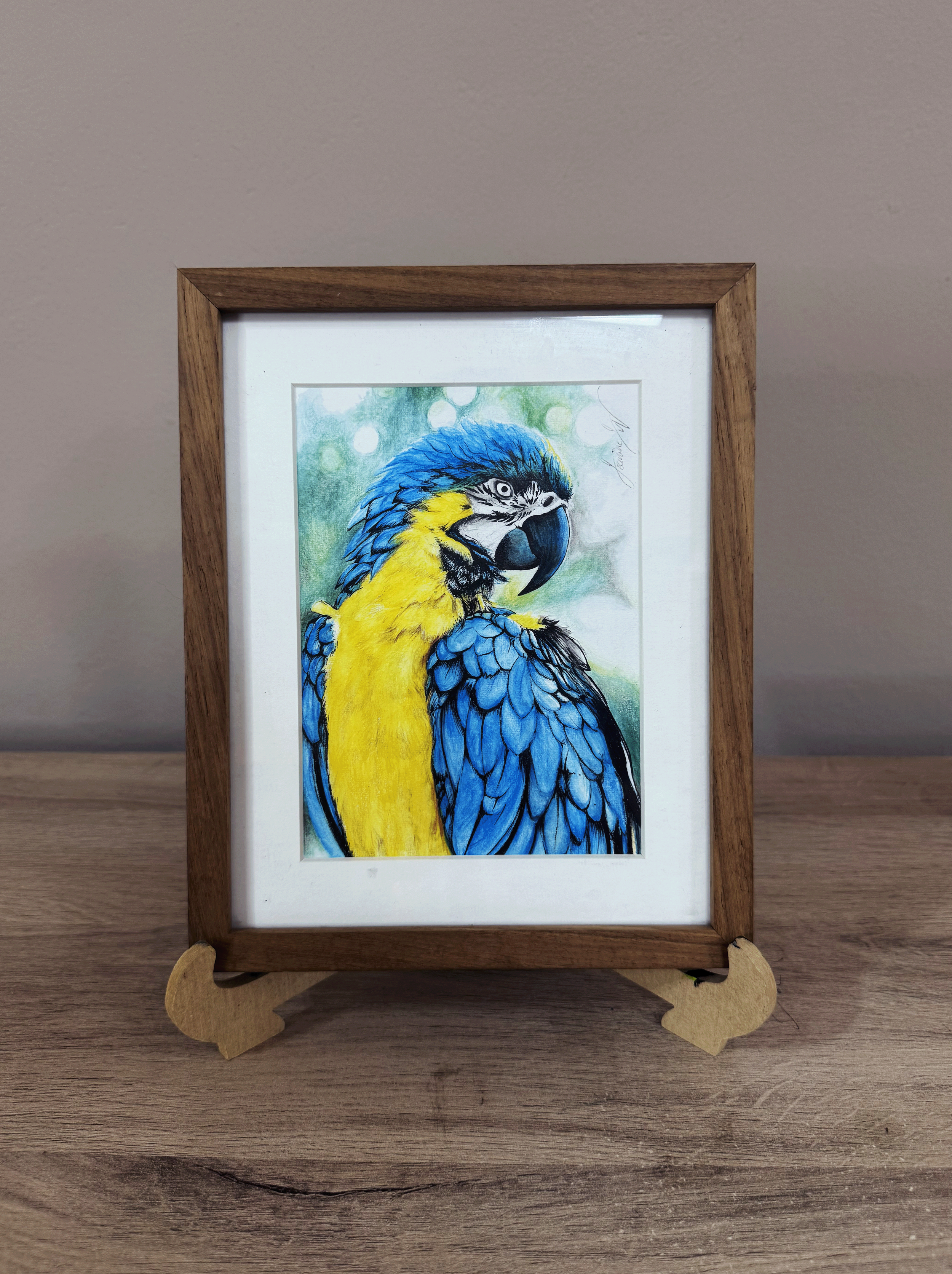Blue & Yellow Macaw