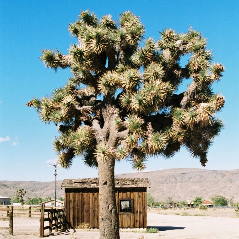 A tall Joshua tree with spiky leaves stands in front of a small wooden shed under a clear blue sky in a desert landscape.